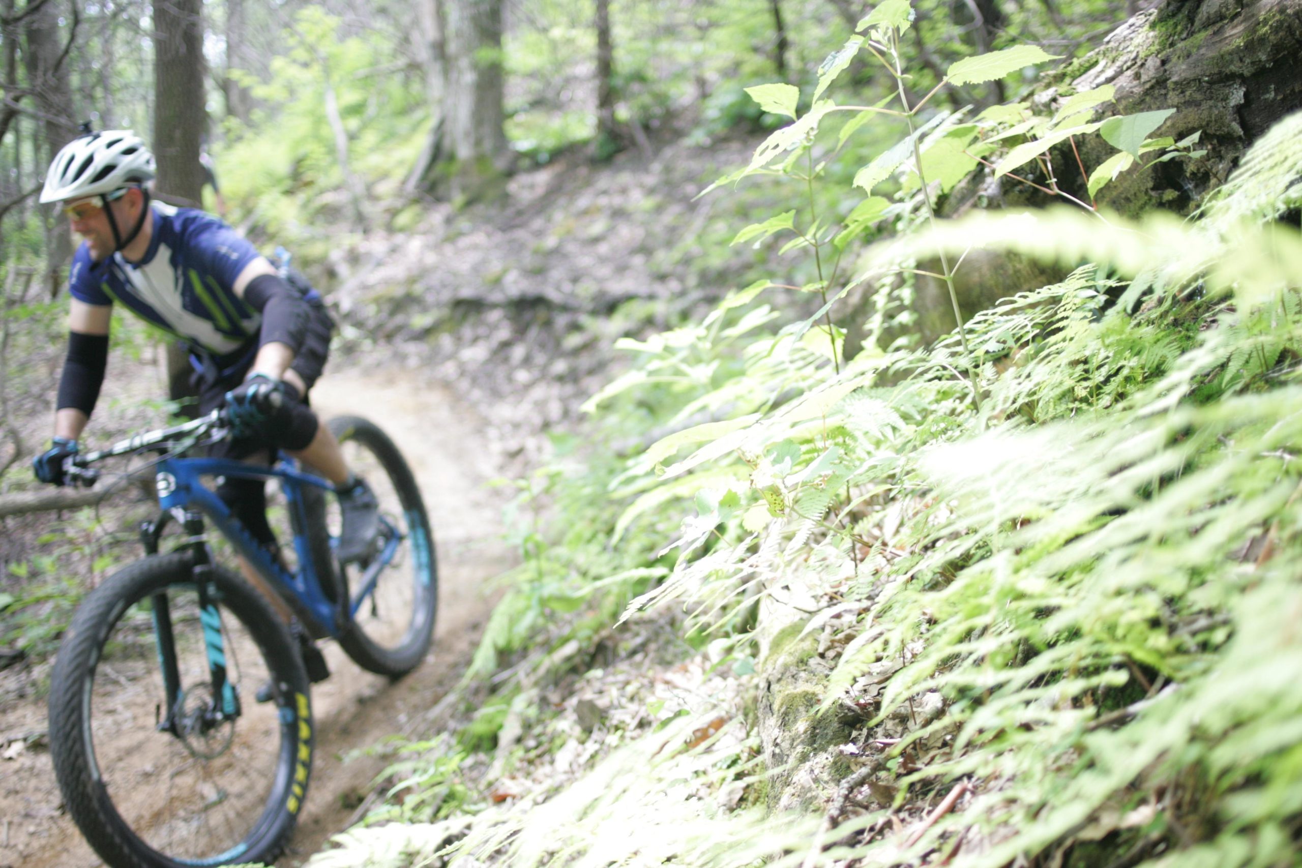 A mountain biker rides along a narrow trail surrounded by lush greenery and ferns in a forested area. The image captures the motion and dynamic presence of the biker as they navigate the terrain. Weed Patch Mountain Trail mountain bike trail.
