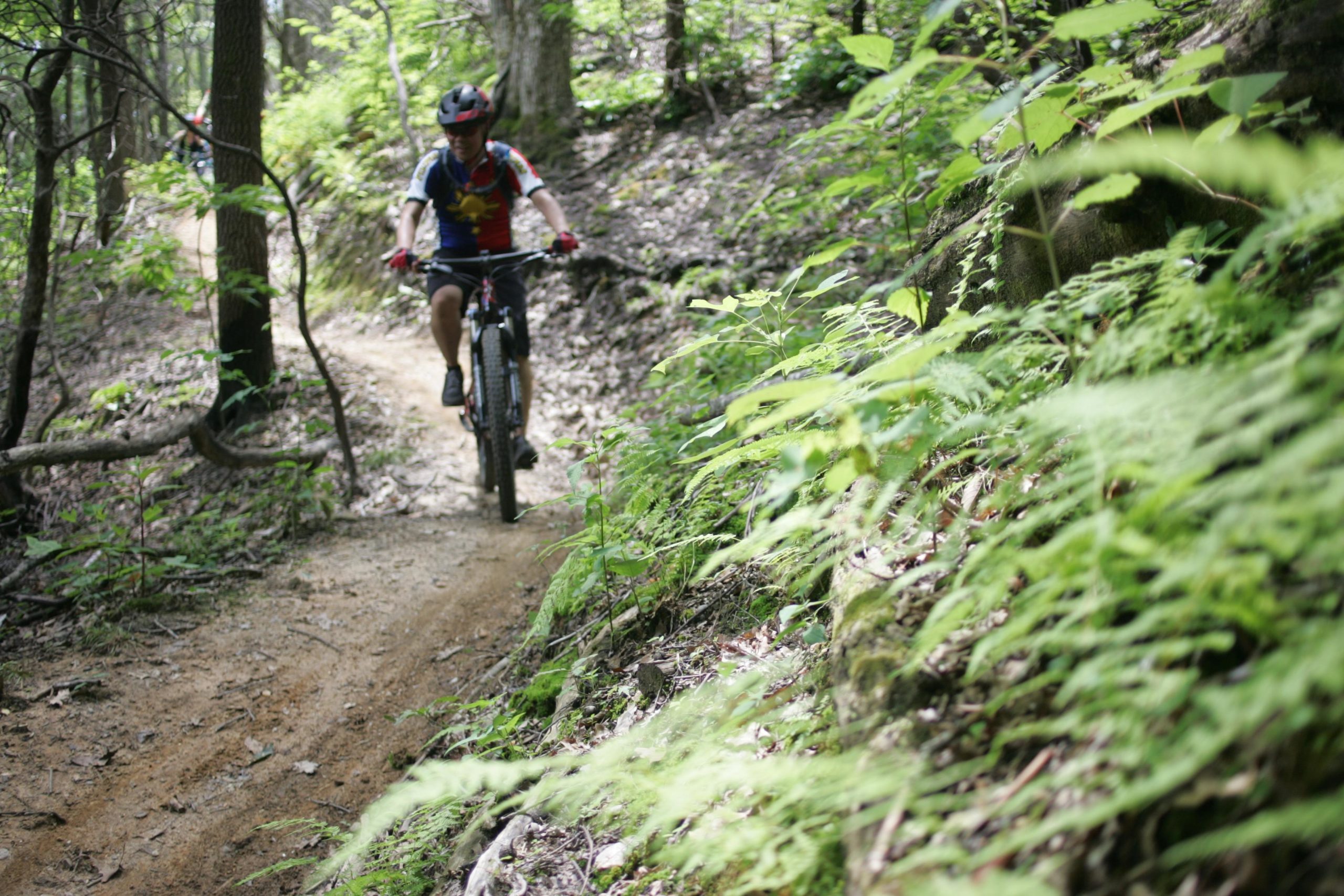 A mountain biker navigating a dirt trail surrounded by greenery and trees in a forested area. Weed Patch Mountain Trail mountain bike trail.