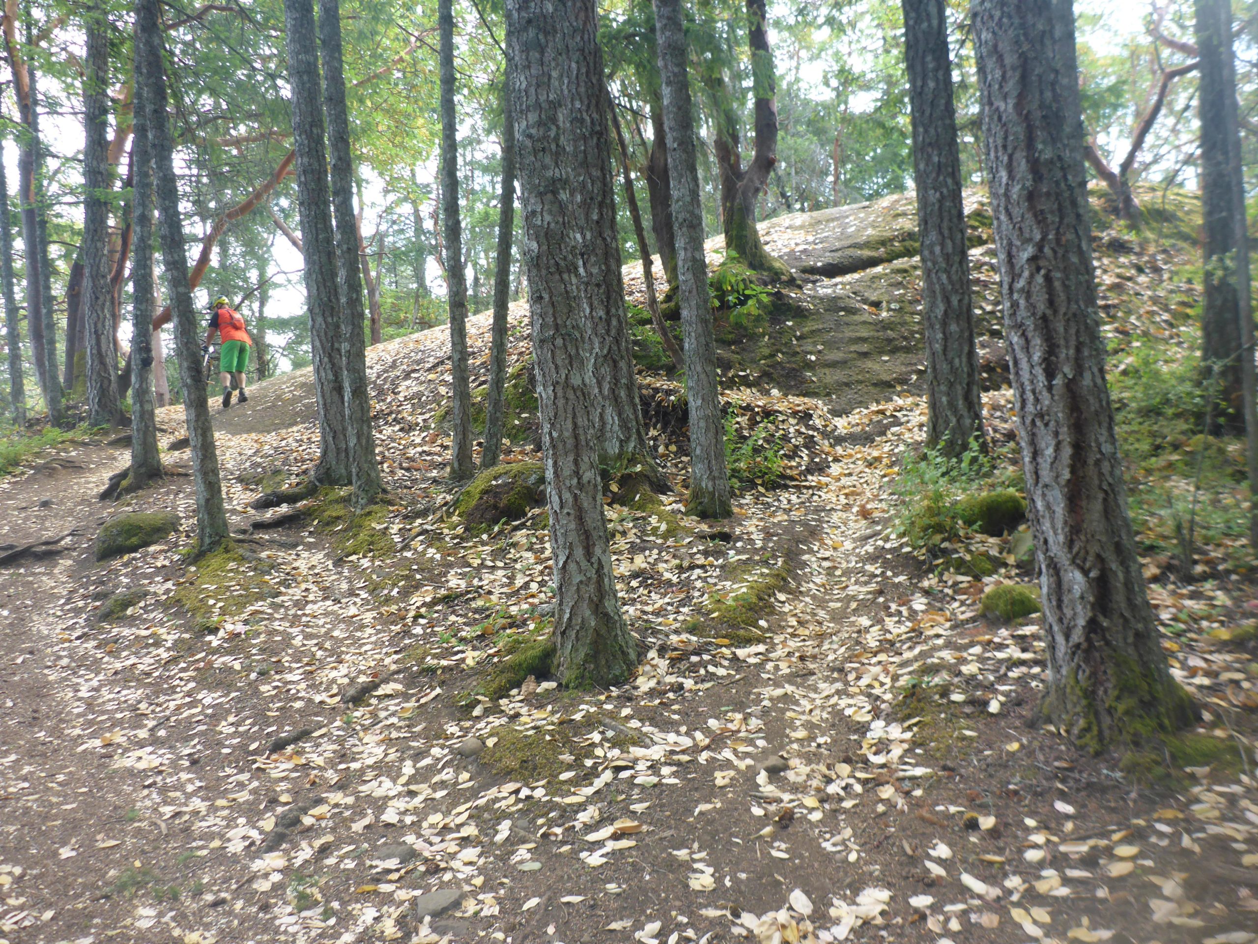 A person in an orange shirt and green shorts walking along a winding dirt path covered with fallen leaves, surrounded by tall trees and greenery. The scene captures a serene forest atmosphere with a hilly terrain in the background. Extension Ridge Trail and The Abyss mountain bike trail.