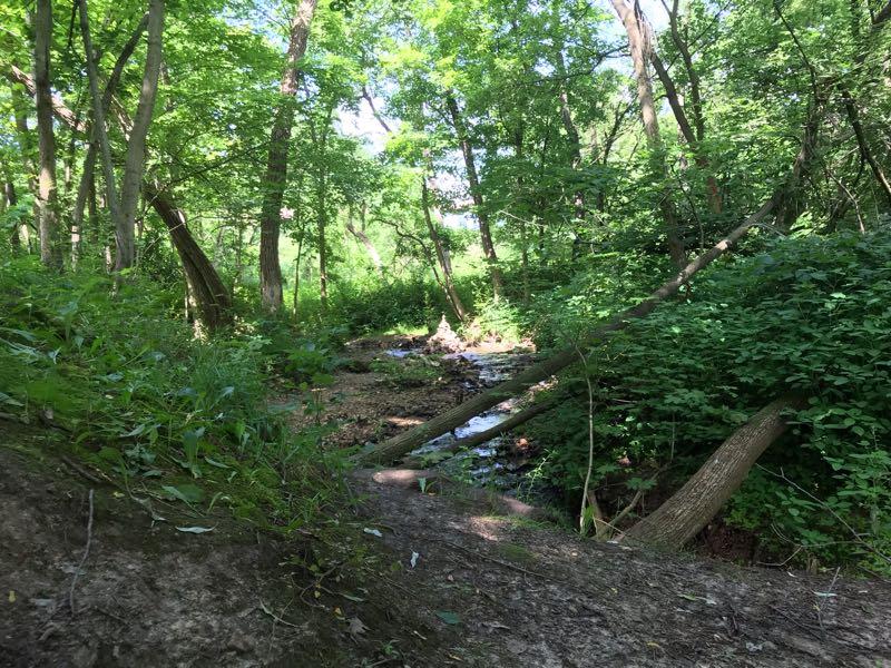 A serene forest scene showcasing a narrow stream winding through lush greenery, with tall trees and dense foliage on either side. Sunlight filters through the leaves, creating a peaceful and inviting atmosphere. Raceway Woods mountain bike trail.
