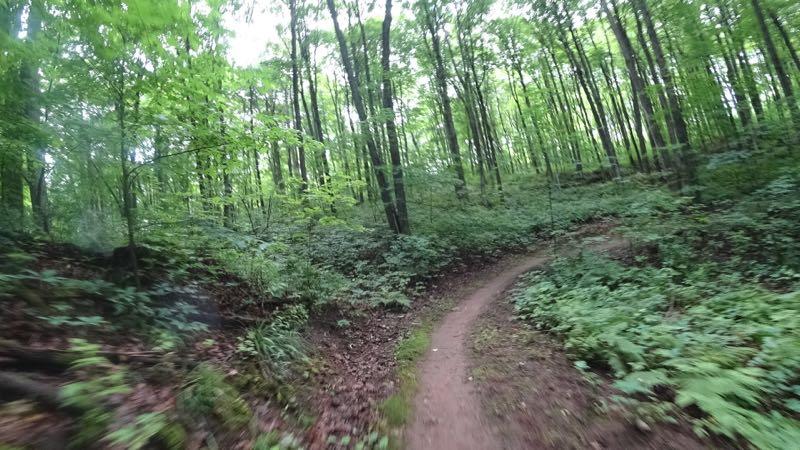 A winding dirt path through a lush green forest, surrounded by tall trees and dense foliage. Sunlight filters through the leaves, casting dappled shadows on the trail. WinMan Trails mountain bike trail.