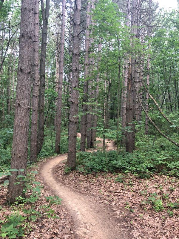 "Curved dirt pathway winding through a dense forest of tall, green trees, with patches of underbrush and fallen leaves on the ground." DTE Energy Foundation Trail mountain bike trail.