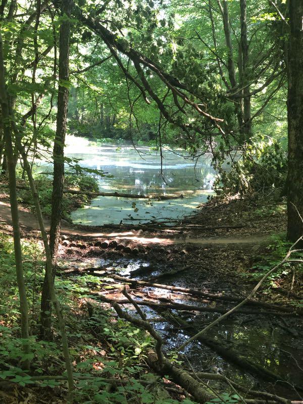 A serene woodland scene featuring a calm, reflective body of water surrounded by lush greenery and trees. A path meanders along the edge of the water, with fallen branches and leaves scattered across the ground. Sunlight filters through the foliage, illuminating the peaceful landscape. DTE Energy Foundation Trail mountain bike trail.