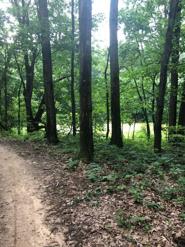 A forest path winding through tall trees, with lush green foliage surrounding a sandy trail. Sunlight filters through the leaves, highlighting a clearing in the background. DTE Energy Foundation Trail mountain bike trail.