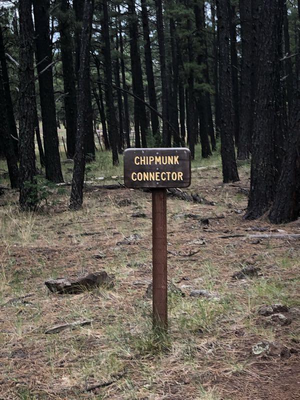 A wooden sign labeled "CHIPMUNK CONNECTOR" stands among tall pine trees in a forested area, with a natural ground cover of pine needles and scattered rocks. Chipmunk Connector mountain bike trail.