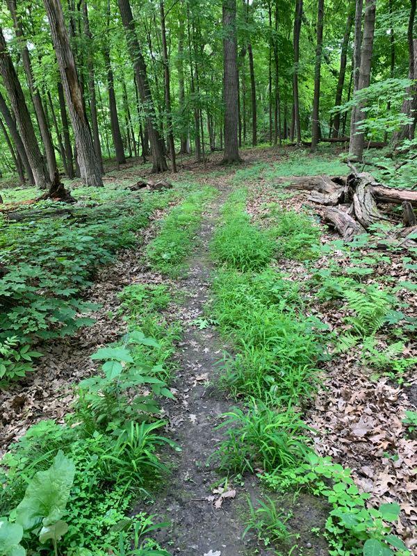 A scenic view of a forest pathway, bordered by lush green grass and foliage, leading through tall trees in a wooded area. Leaves are scattered on the ground, indicating a natural, serene environment. Nature Canyon Park mountain bike trail.
