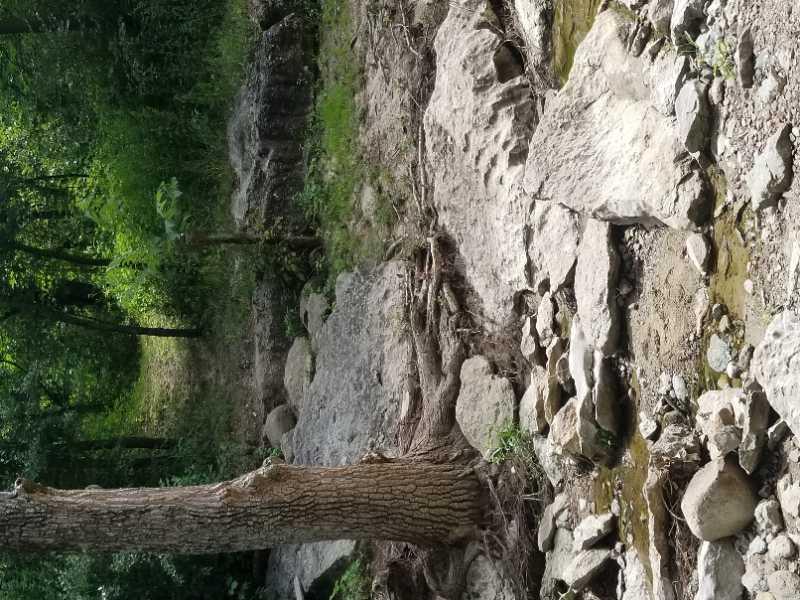 A rocky riverbank surrounded by lush green trees, with a small stream of water flowing among the stones. The ground is uneven, featuring exposed roots and various sizes of rocks in a natural setting. Thousand Hills mountain bike trail.
