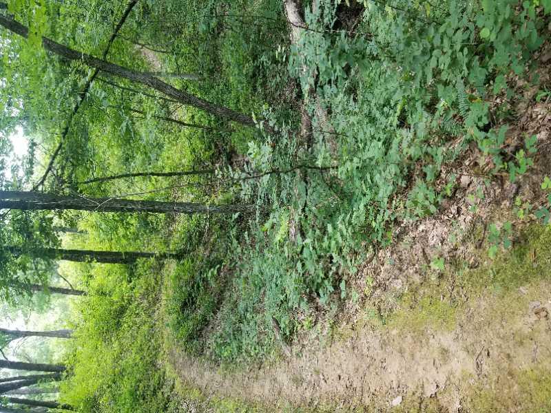 A winding dirt path through a lush, green forest, lined with trees and dense foliage, creating a serene natural landscape. Thousand Hills mountain bike trail.