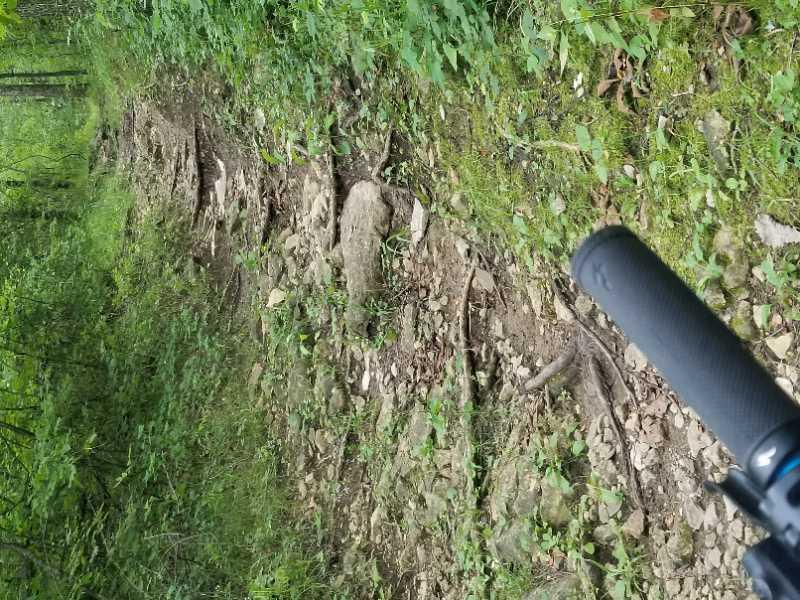 A close-up view of a rocky and uneven trail surrounded by lush green vegetation, with a bicycle handlebar partially visible in the foreground. The trail features exposed roots and stones, indicating a natural outdoor setting suitable for biking or hiking. Thousand Hills mountain bike trail.