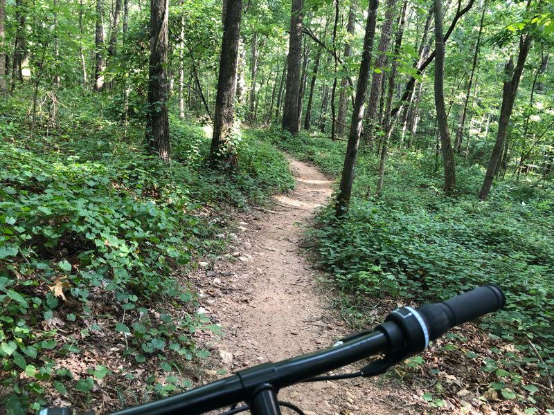 A view of a winding dirt path through a lush green forest, with dense foliage and tall trees on either side. The handlebars of a bicycle are visible in the foreground, suggesting an outdoor biking adventure. Southside Park mountain bike trail.