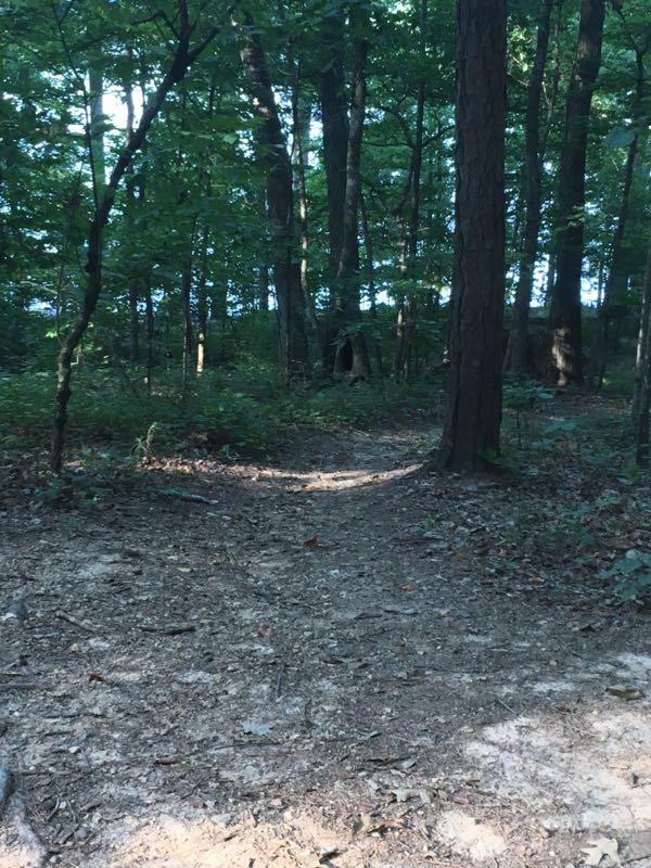A serene forest scene showcasing a narrow, winding dirt path surrounded by tall trees and lush green foliage. Soft sunlight filters through the branches, illuminating the trail and creating a peaceful atmosphere. Blankets Creek mountain bike trail.