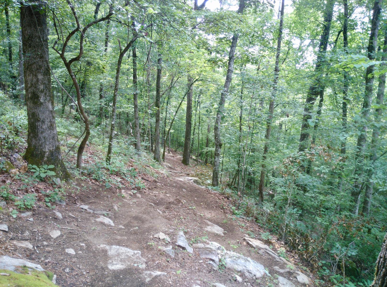 A winding dirt path leads through a lush green forest, surrounded by tall trees and dense foliage. The ground is uneven with scattered rocks and patches of leaves, emphasizing the natural beauty of the wooded landscape. South Rockdale Community Park mountain bike trail.