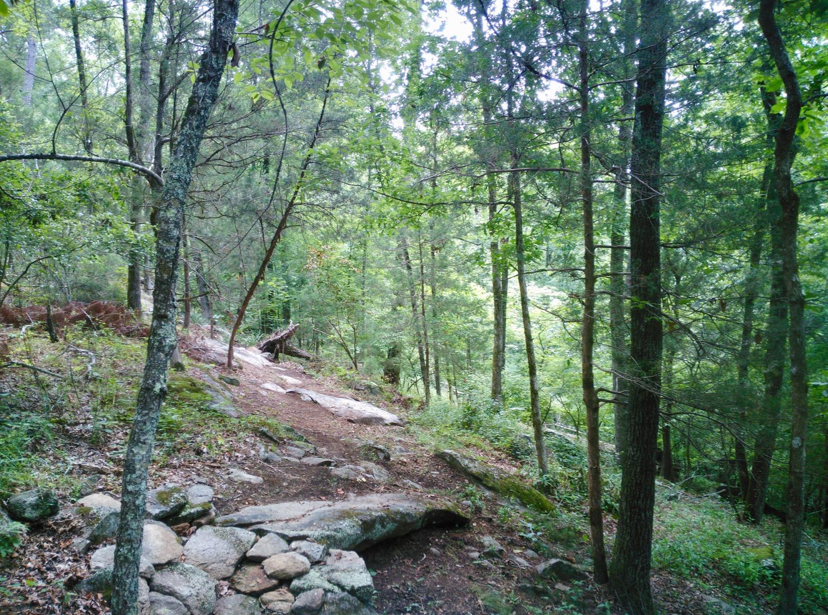 A serene forest pathway winding through greenery, lined with trees, rocks, and patches of moss. Sunlight filters through the leaves, casting dappled shadows on the trail. South Rockdale Community Park mountain bike trail.