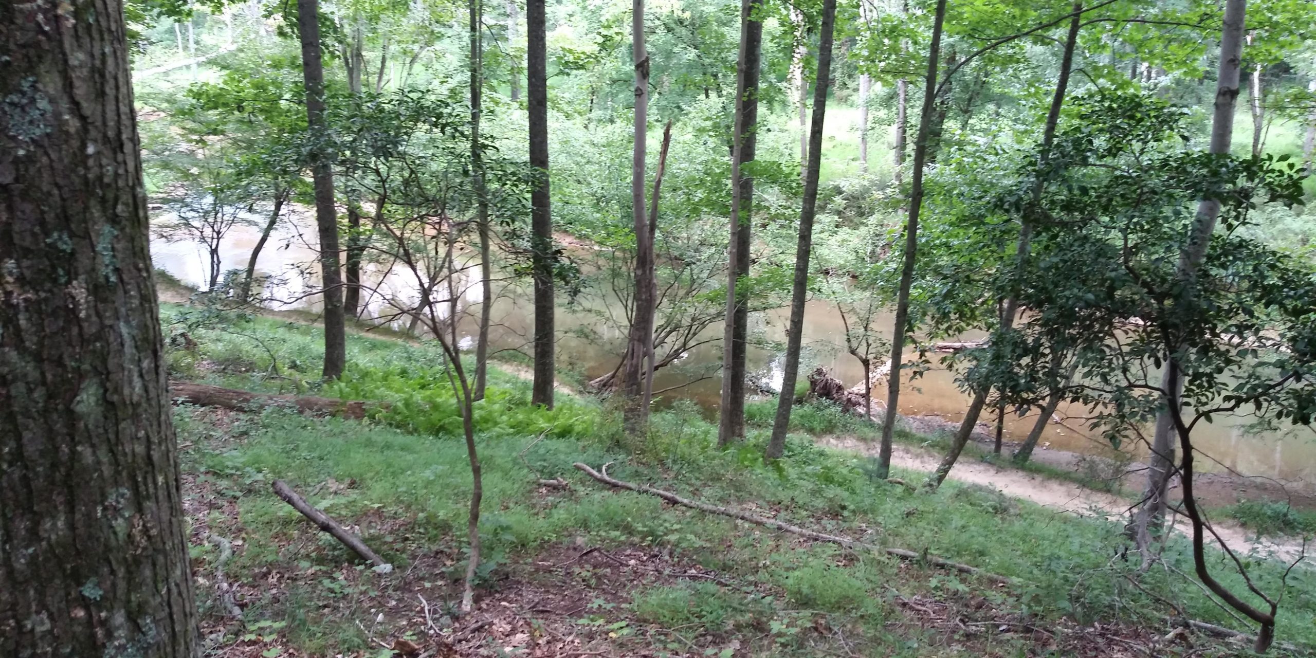 A serene view of a wooded area with tall trees and lush greenery, overlooking a calm stream. The ground is scattered with fallen branches and leaves, with a hint of a dirt path visible along the water's edge. The scene is tranquil, inviting a sense of peace and connection with nature. Seneca Creek Greenway Trail mountain bike trail.