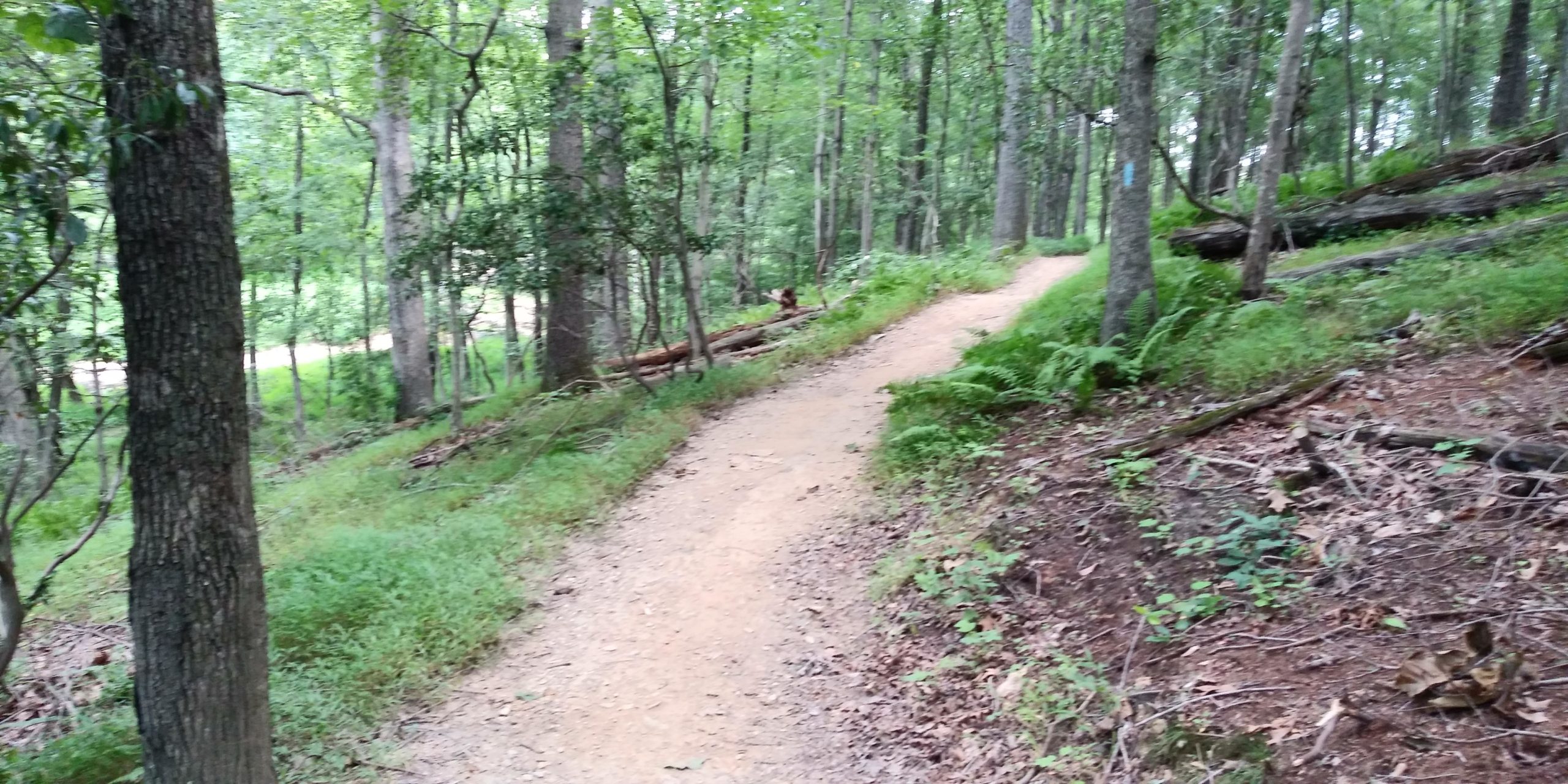 A winding dirt path through a lush green forest, surrounded by tall trees and ferns. The trail is flanked by fallen logs and underbrush, leading into a serene wooded area. Seneca Creek Greenway Trail mountain bike trail.