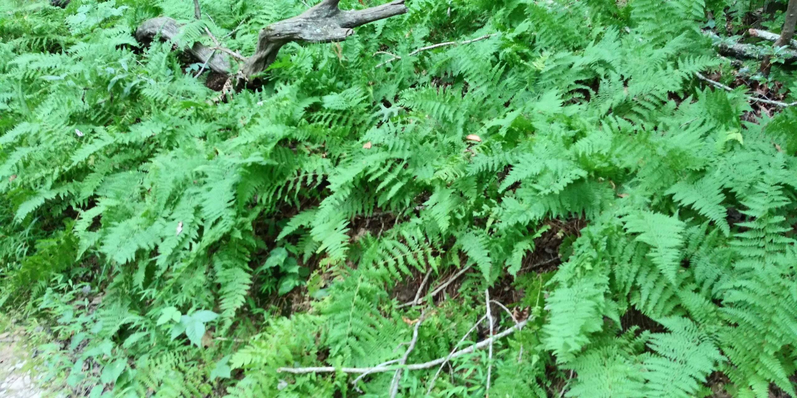 A dense patch of vibrant green ferns covers the forest floor, with some small twigs and a fallen branch visible among the foliage. The lush greenery creates a natural, serene environment. Seneca Creek Greenway Trail mountain bike trail.