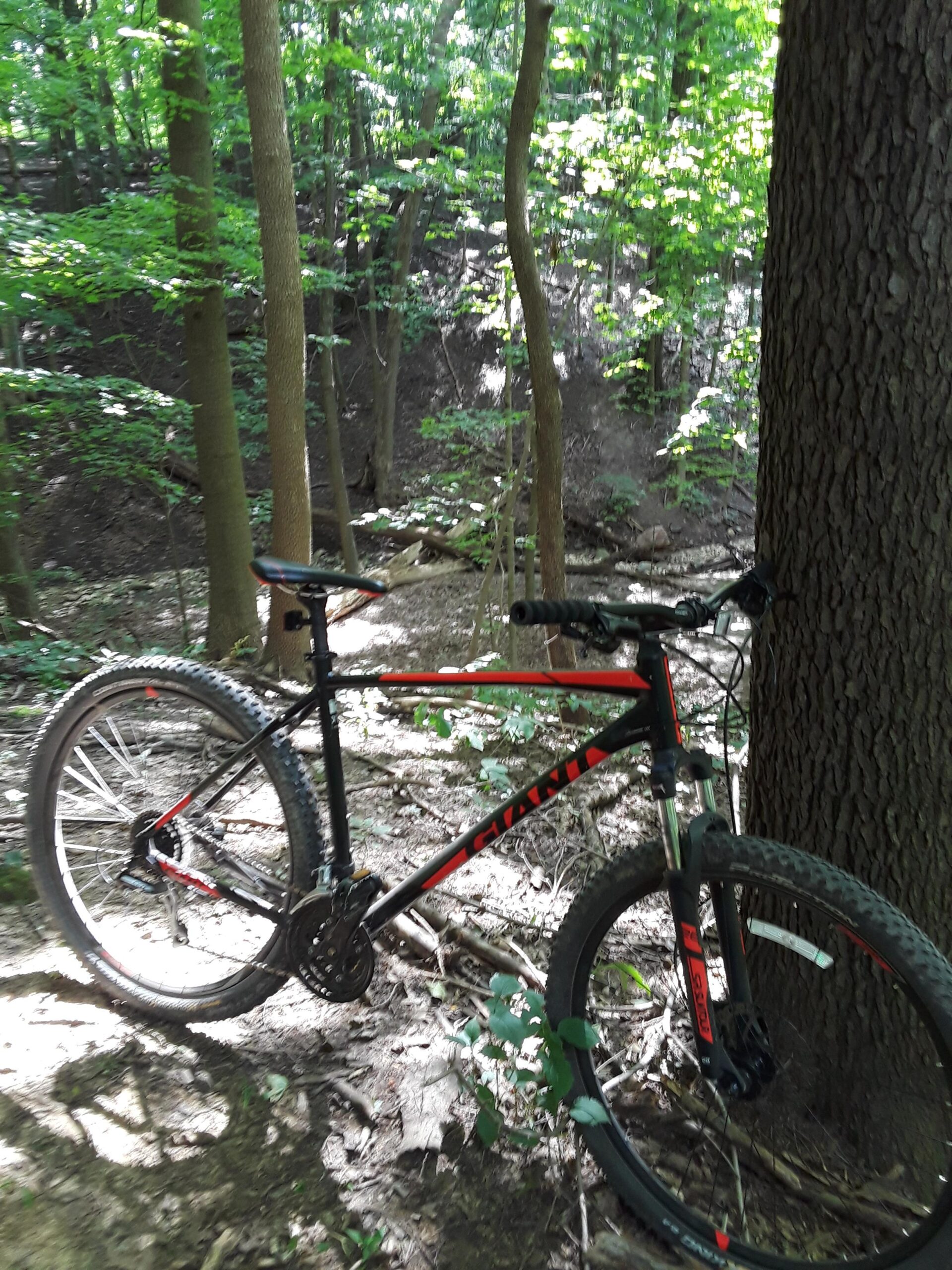 2017 Giant Talon 3: A black and red mountain bike leaning against a tree in a wooded area, surrounded by green leaves and sunlight filtering through the trees. The ground is uneven with some twigs and foliage visible.