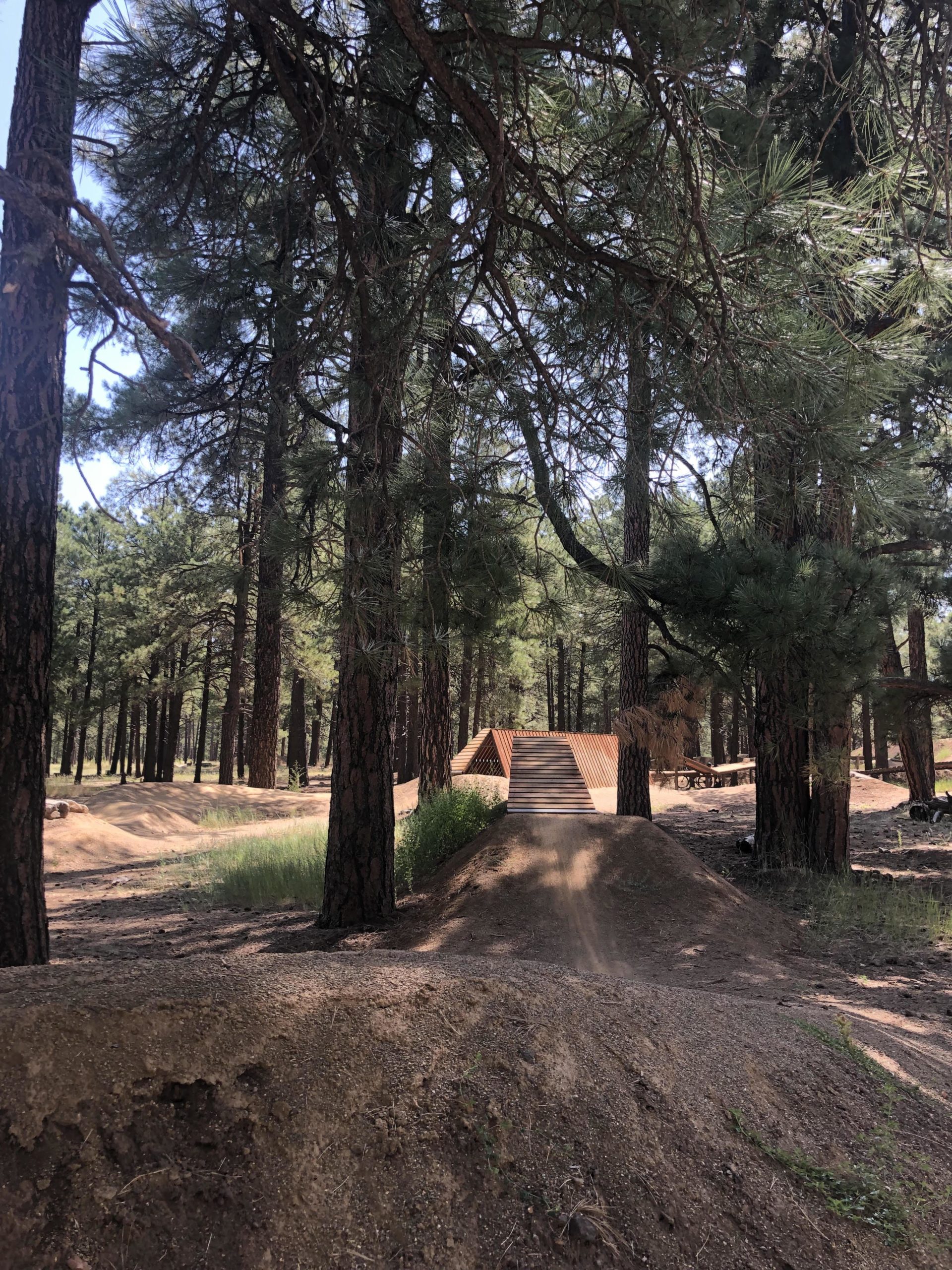 A forested area with tall pine trees, featuring a dirt bike jump and wooden ramp in the background. The ground is sandy, with a small mound and patches of grass visible. Sunlight filters through the tree branches, creating a natural, outdoor setting. Soldiers Loop / Fairgrounds trails mountain bike trail.