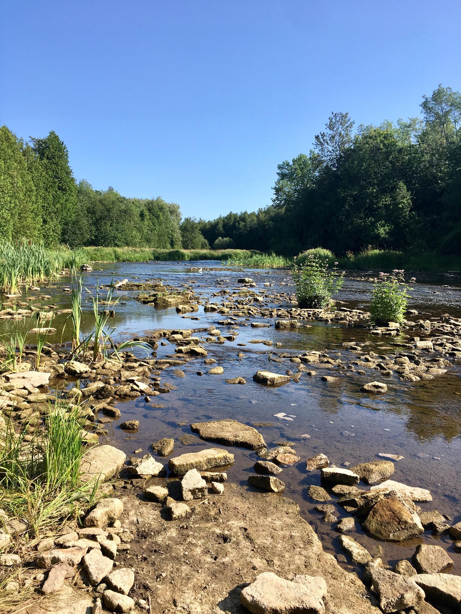 A tranquil river scene featuring clear water flowing over rocky terrain, surrounded by lush greenery and trees under a bright blue sky. The riverbanks are lined with tall grass and small plants, creating a serene natural environment. Inglis falls West rock mountain bike trail.