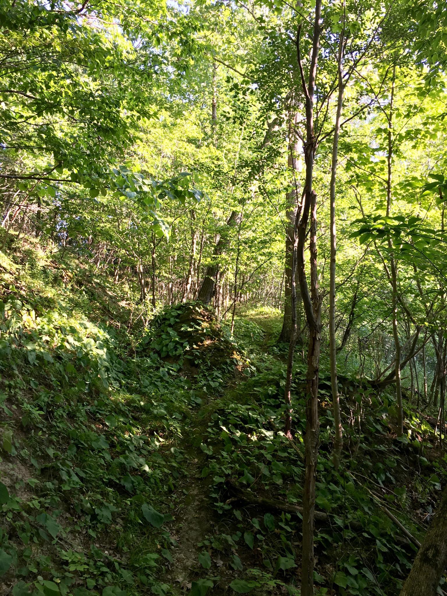 A winding dirt path through a lush, green forest, surrounded by dense foliage and sunlight filtering through the tree canopy. The scene conveys a sense of tranquility and natural beauty. Elgin Trail mountain bike trail.