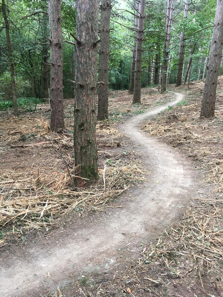 A winding dirt path through a forest of tall pine trees, surrounded by cleared ground and scattered vegetation. John Muir Trails mountain bike trail.