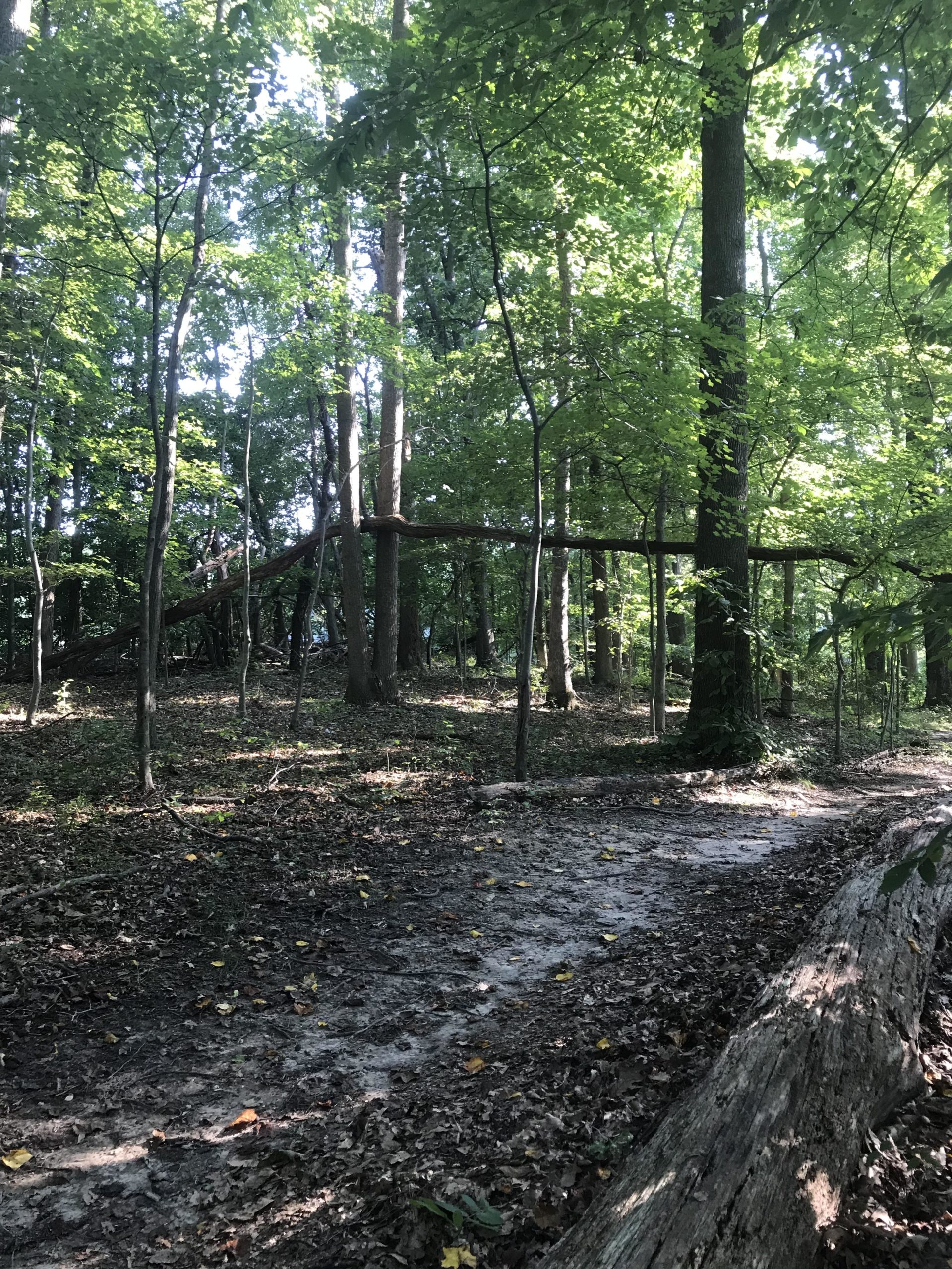 A serene forest scene showcasing tall trees with vibrant green leaves. Sunlight filters through the canopy, illuminating a dirt path lined with fallen leaves and branches. In the background, a large fallen log rests on the ground, adding to the natural landscape. Rosaryville State Park mountain bike trail.
