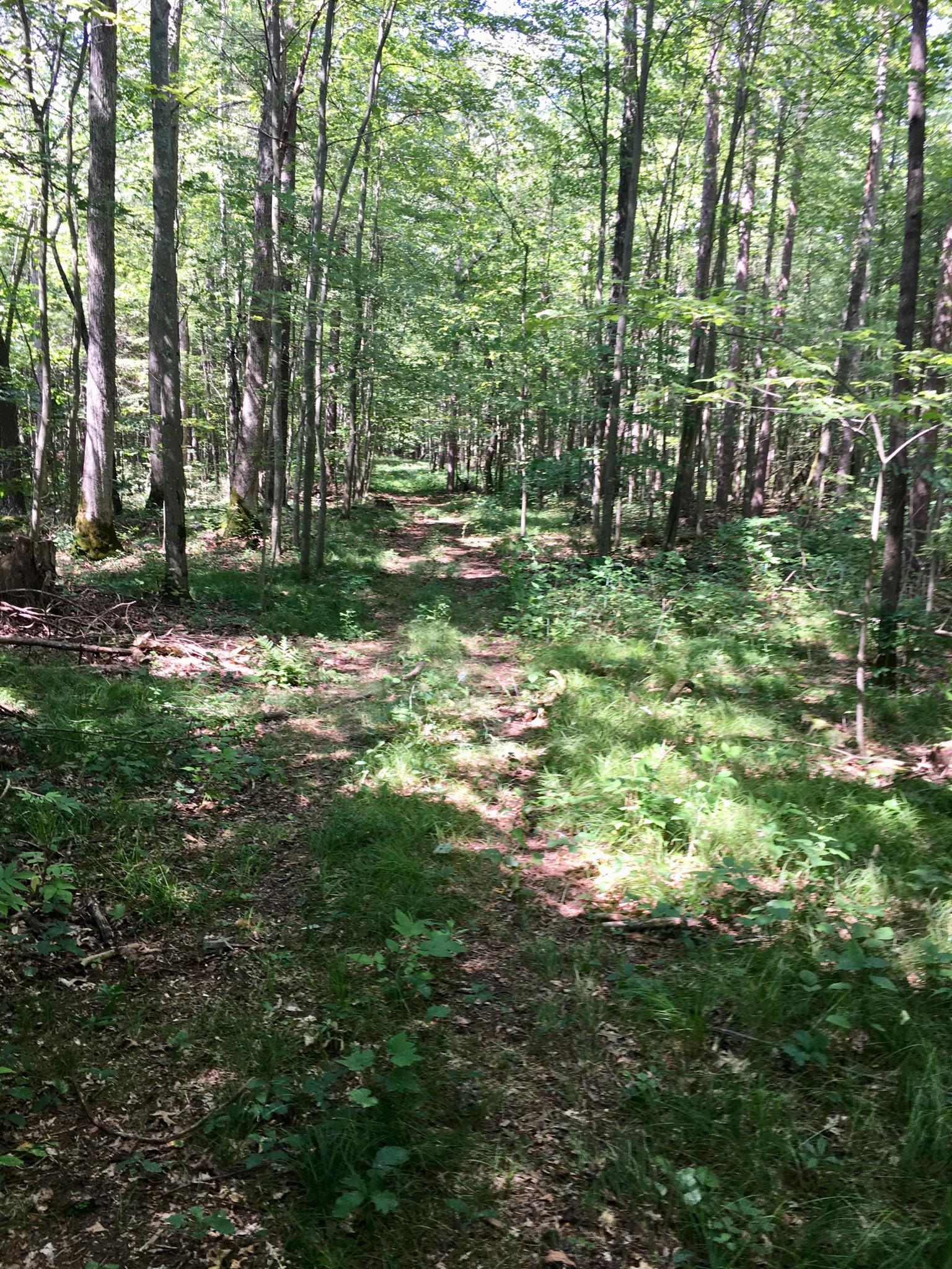 St Willams Conservation Reserve Mountain Bike Trail in St Williams