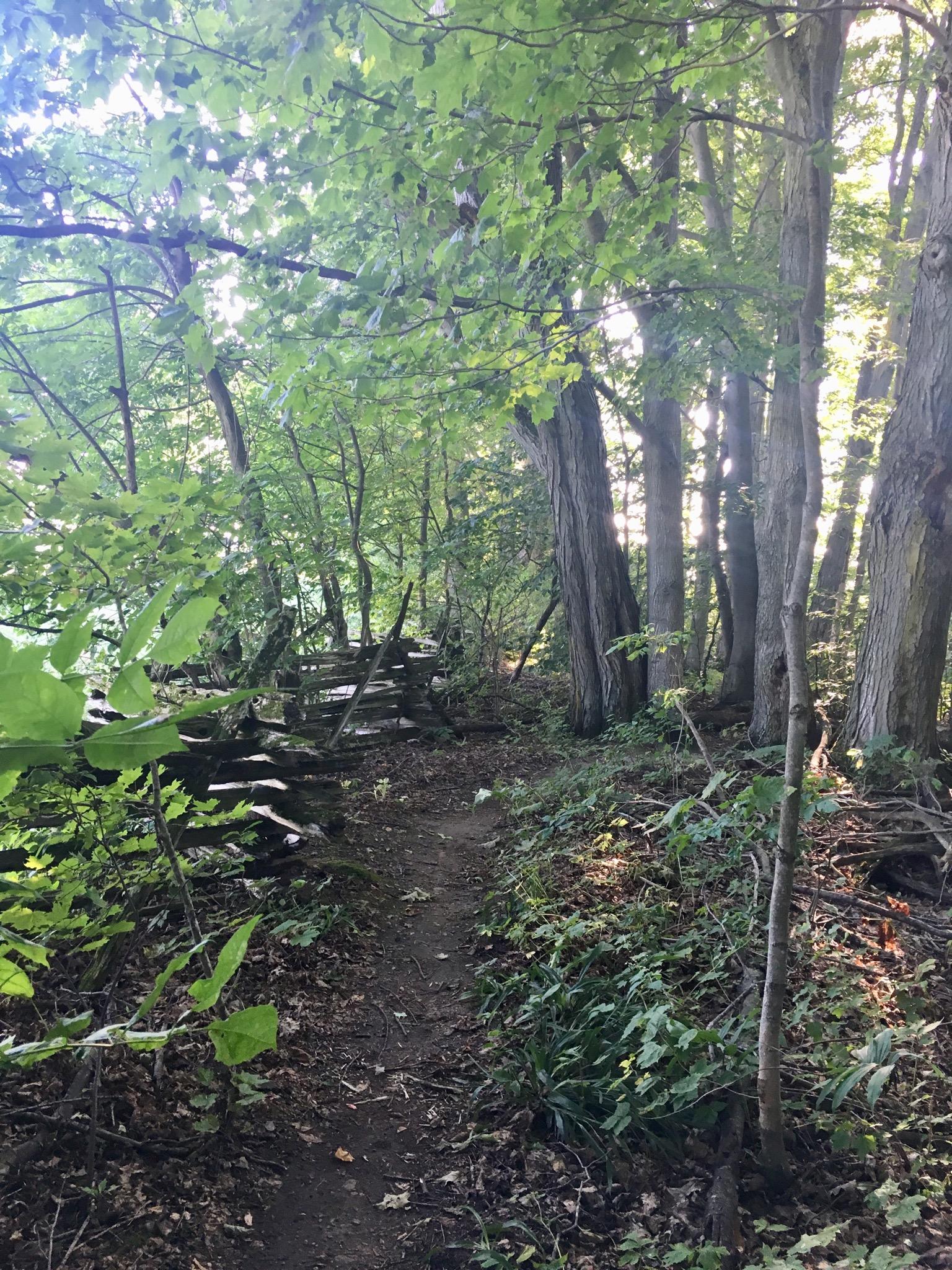 A narrow dirt trail winding through a lush, green forest, bordered by trees with vibrant leaves. Sunlight filters through the canopy, creating a serene and inviting atmosphere. A rustic wooden fence lines one side of the path, adding to the natural beauty of the scene. Inglis falls West rock mountain bike trail.