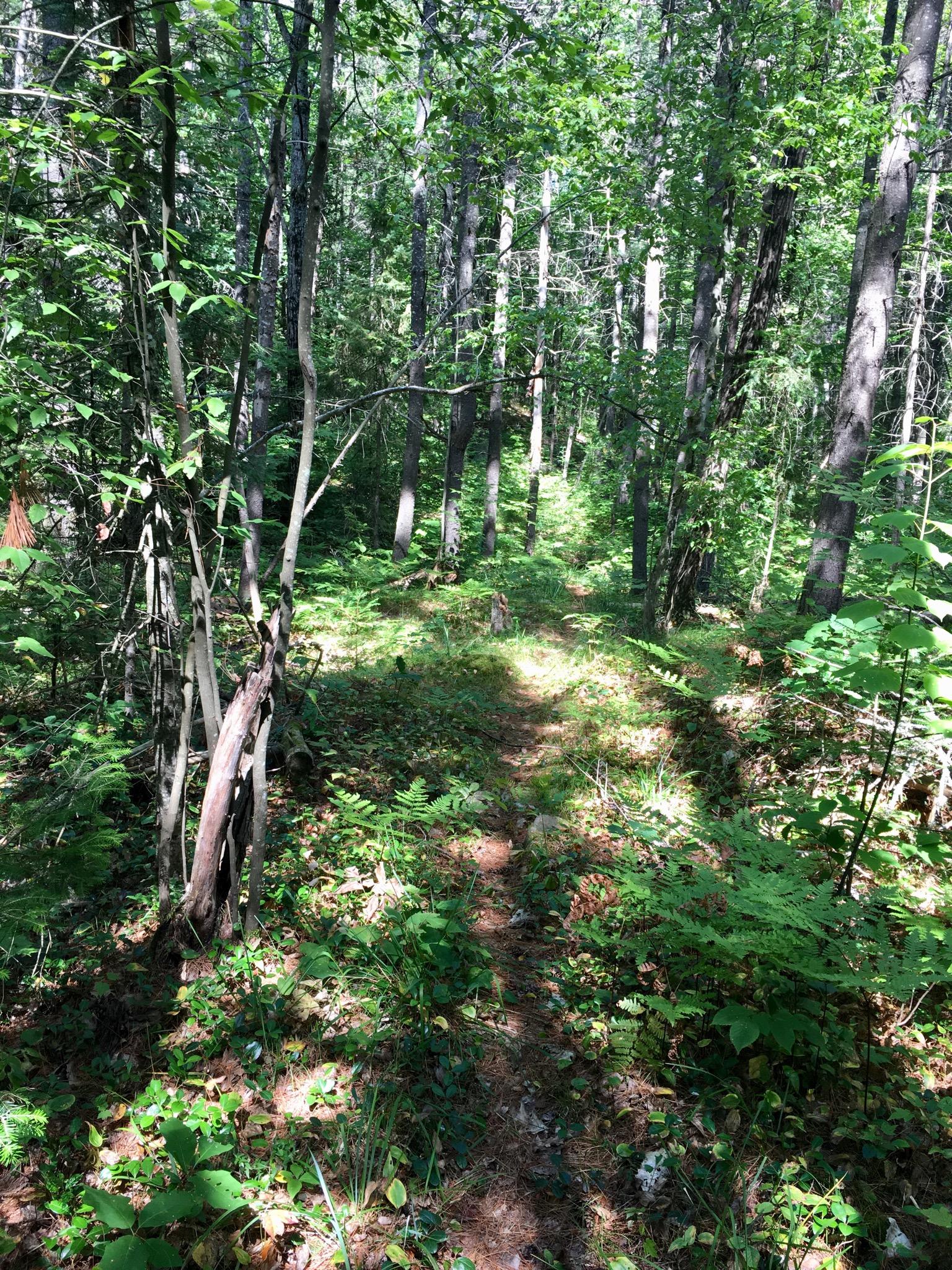 A sunlit forest path winding through tall trees, surrounded by lush green foliage and ferns. The ground is carpeted with leaves and small plants, creating a serene and natural woodland scene. Shabomeka Legpower Pathfinders mountain bike trail.