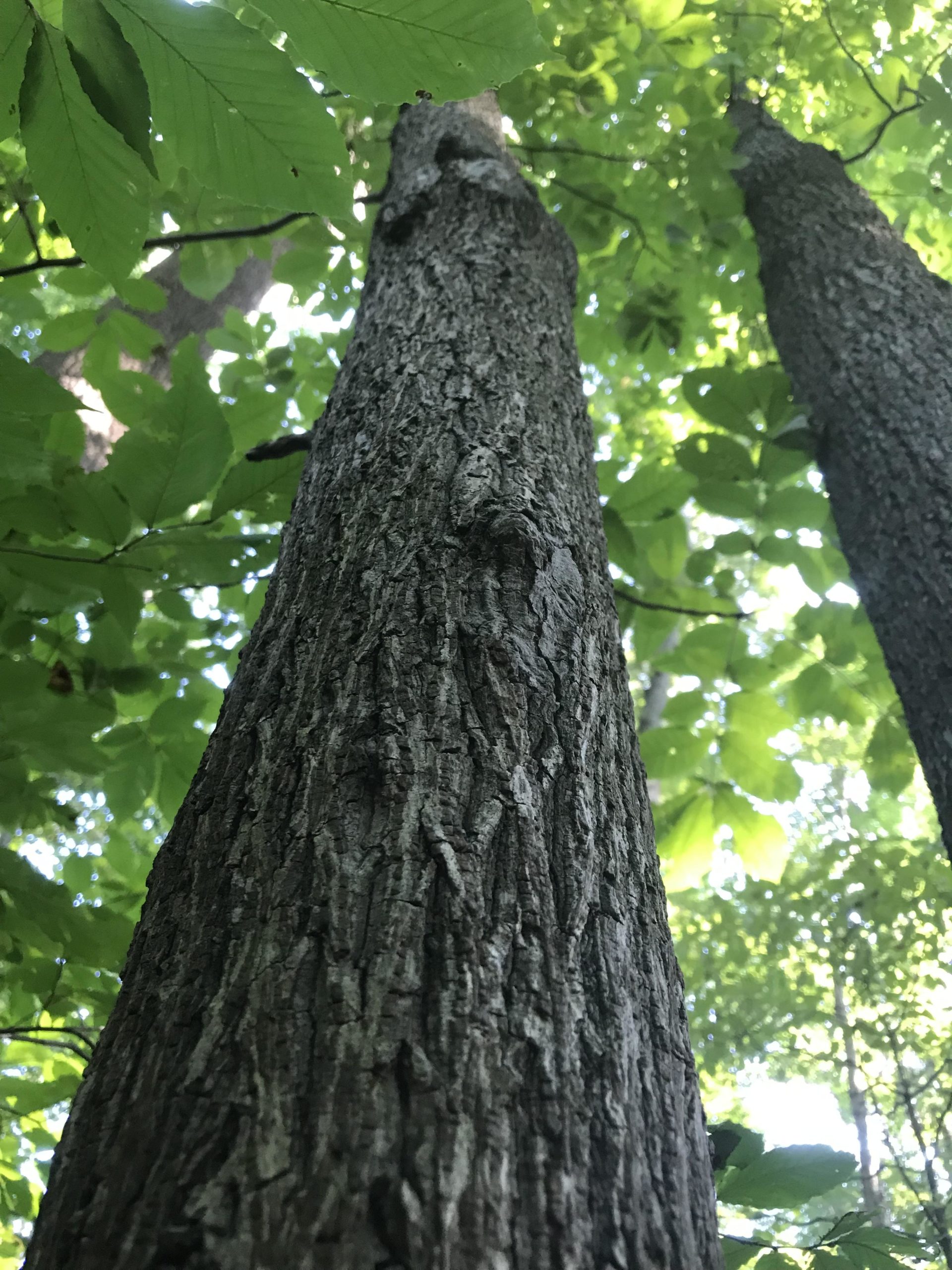 Two tall tree trunks rise upward, surrounded by vibrant green leaves. The bark of the trees shows texture and detail, with sunlight filtering through the canopy above, creating a natural and serene forest atmosphere. Rosaryville State Park mountain bike trail.