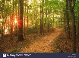 A serene forest path winding through lush green trees, with sunlight filtering through the leaves and casting a warm glow on the ground. Westmoreland State Park mountain bike trail.