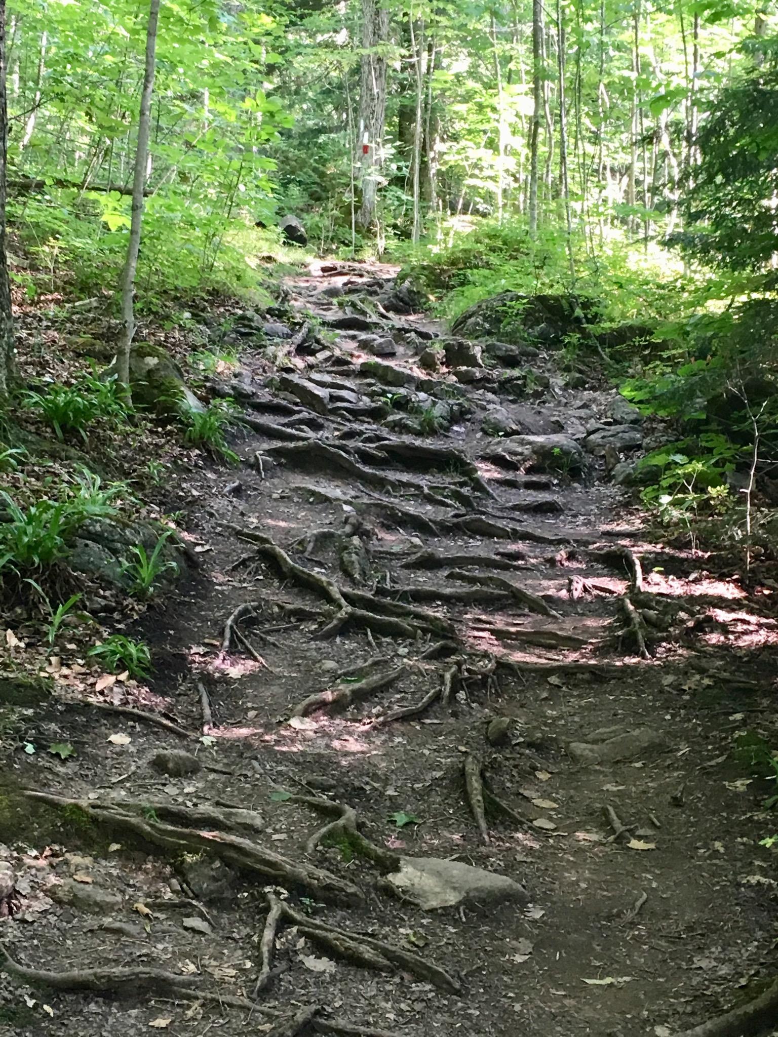 A dirt hiking trail winding through a lush forest, featuring exposed tree roots and scattered rocks. Sunlight filters through the green foliage, illuminating the path ahead. Inglis falls West rock mountain bike trail.