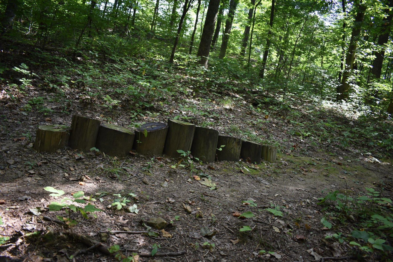 A small row of wooden logs arranged along a dirt path in a lush green forest. Sunlight filters through the trees, casting a soft glow on the surrounding foliage and the earth, which is scattered with fallen leaves and small plants. Saunder Springs mountain bike trail.