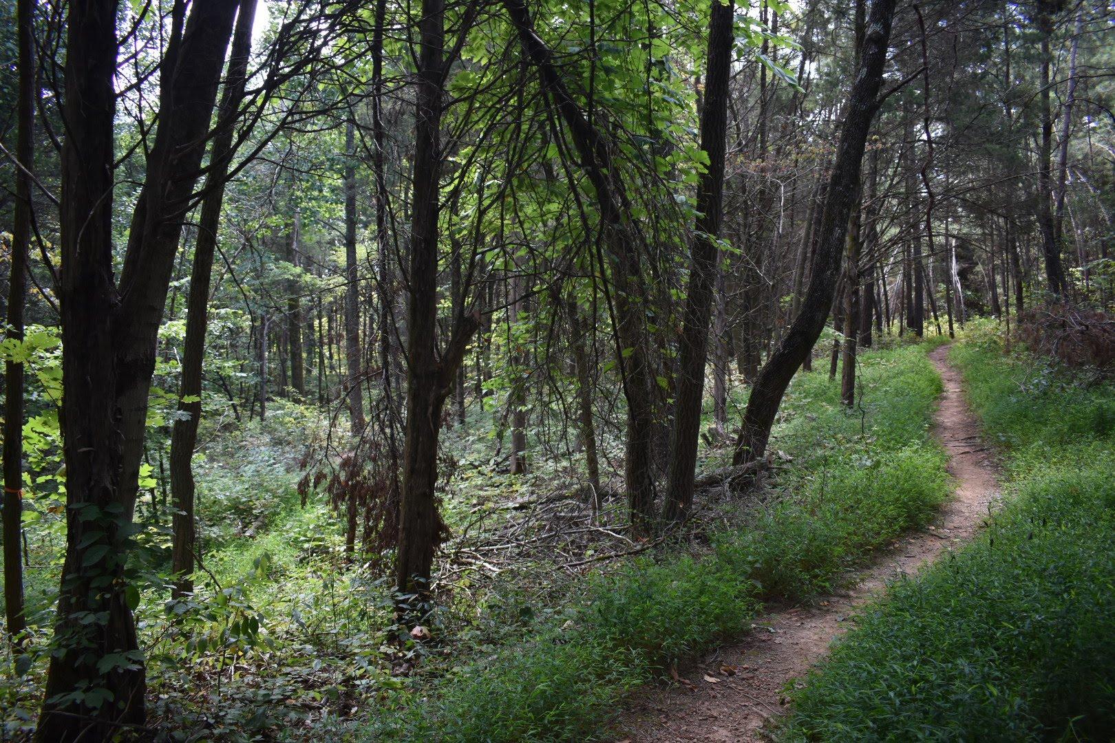 A winding dirt path through a lush green forest, surrounded by tall trees and dense vegetation. Light filters through the leaves, creating a serene and tranquil atmosphere. Saunder Springs mountain bike trail.