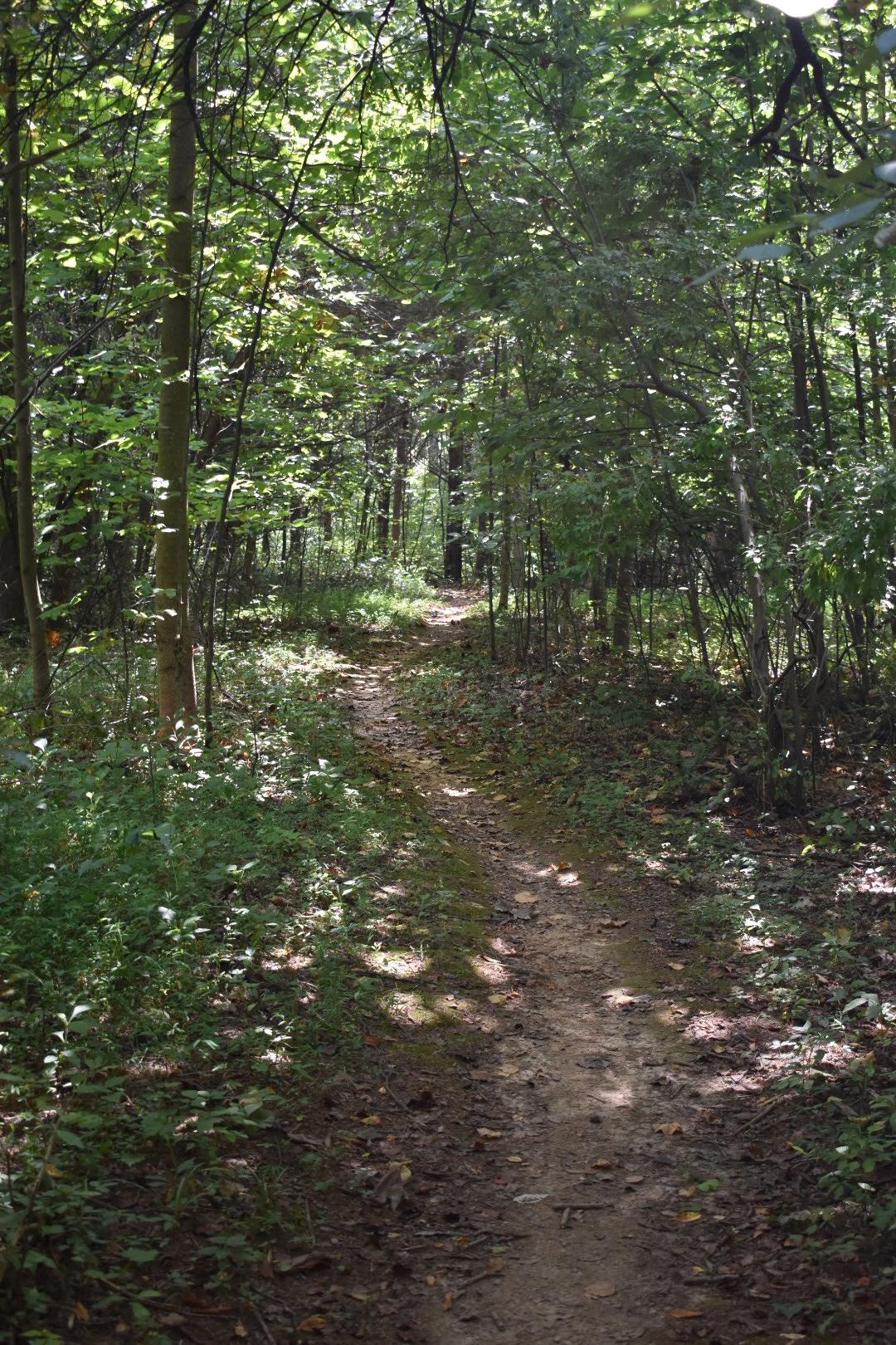 A narrow dirt path winding through a lush green forest, with sunlight filtering through the dense canopy of leaves above. The trail is bordered by various plants and small shrubs, creating a peaceful, natural setting. Saunder Springs mountain bike trail.