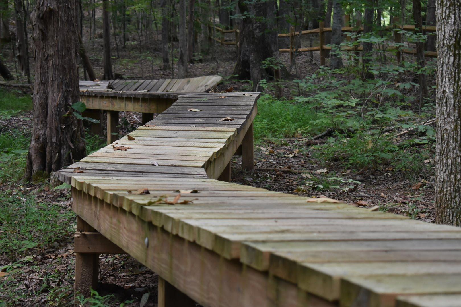 A winding wooden boardwalk trails through a forested area, surrounded by trees and lush green undergrowth. Leaves are scattered on the boardwalk, indicating the transition of seasons. Saunder Springs mountain bike trail.