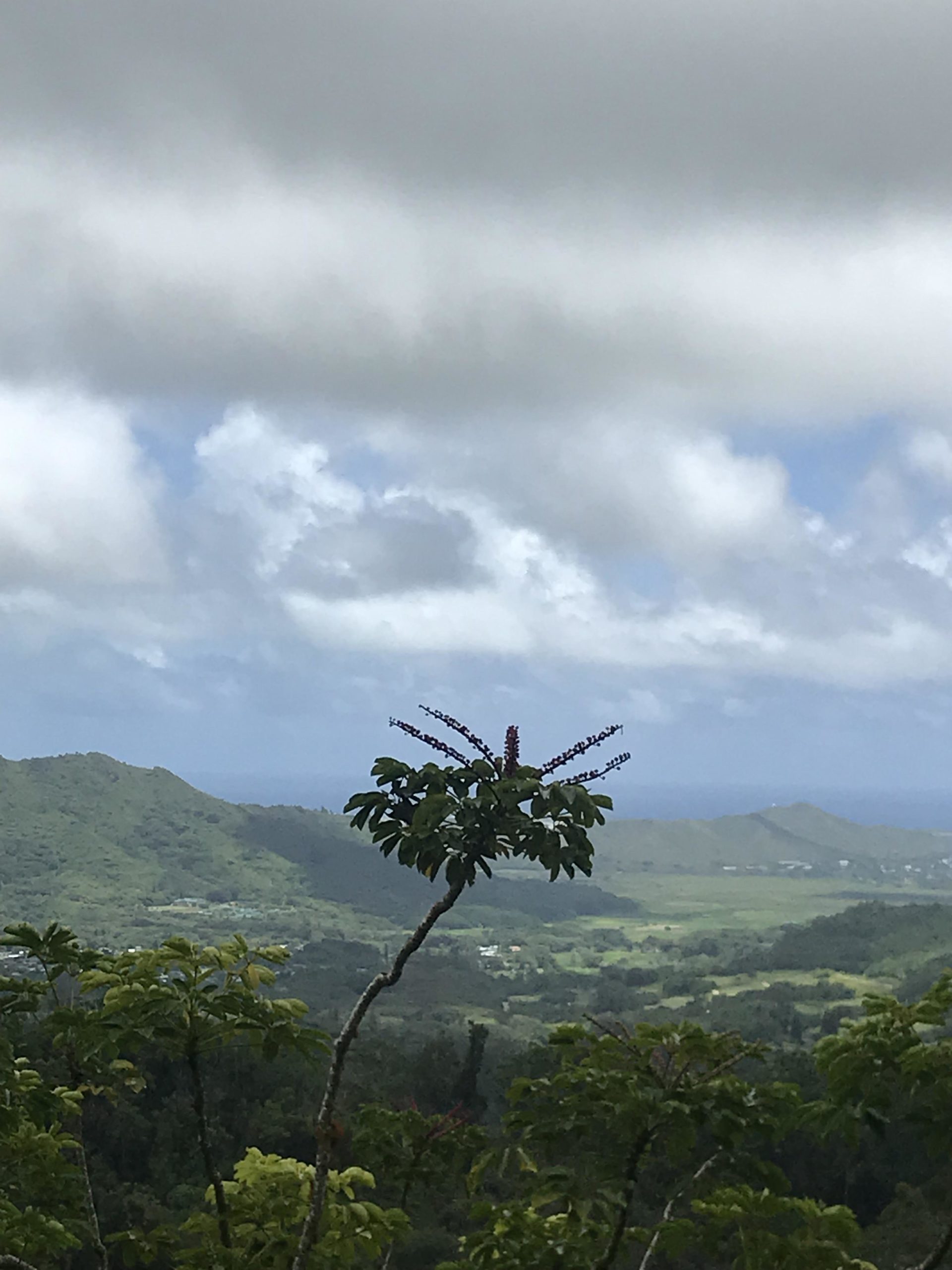 A view of a lush green landscape with rolling hills and distant mountains under a cloudy sky. In the foreground, a flowering plant with purple blossoms stands out against the backdrop of the valley below, which features patches of greenery and open spaces. Maunawili Ditch Trail mountain bike trail.