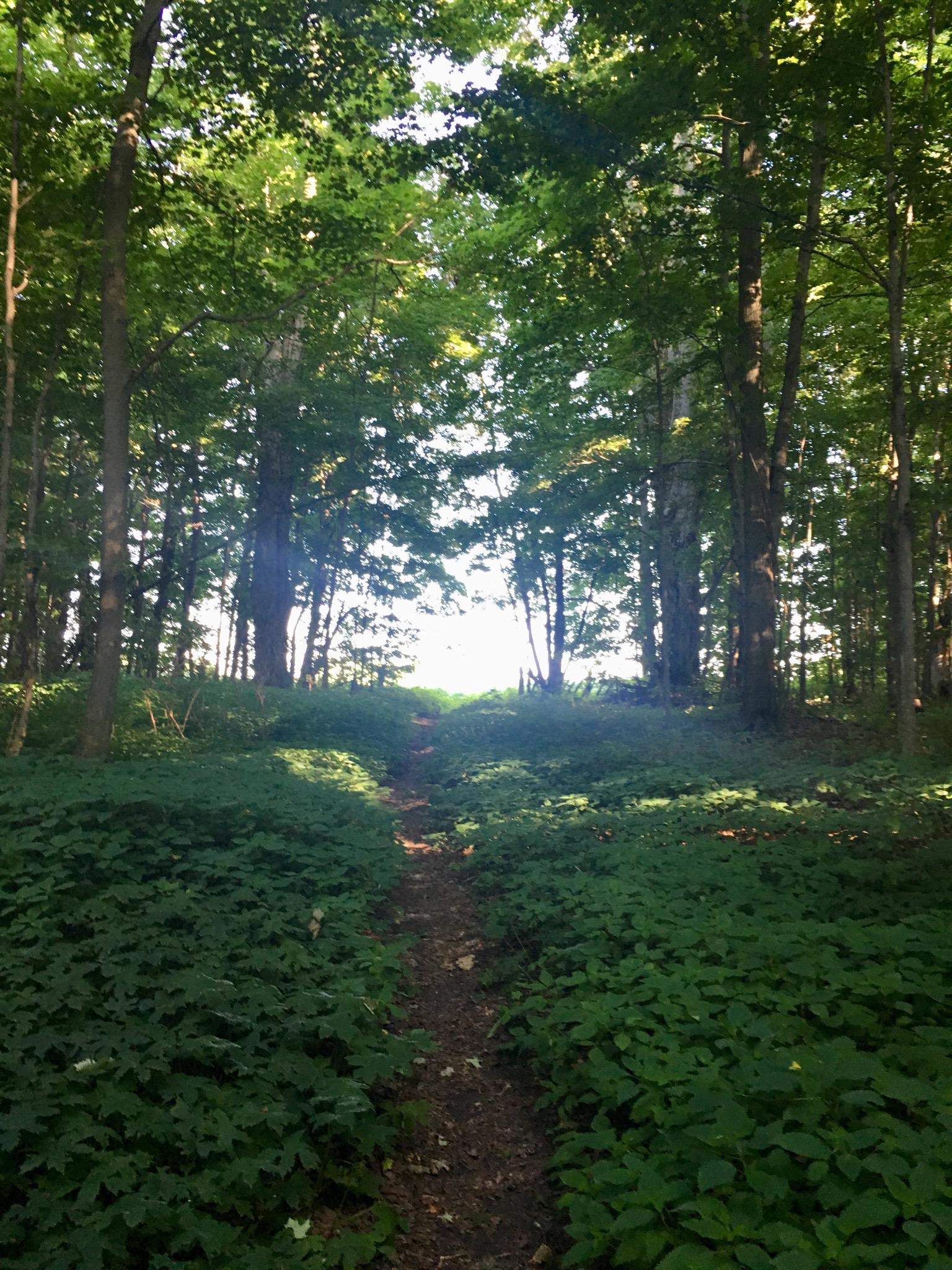 A narrow dirt path winding through a lush green forest, flanked by thick vegetation and tall trees. Sunlight filters through the leaves, illuminating the trail ahead. Inglis falls West rock mountain bike trail.