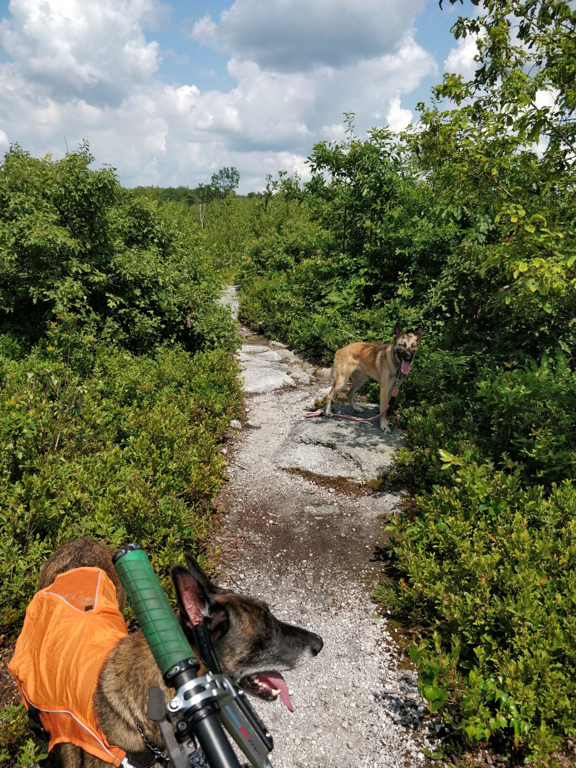 A view of a hiking path surrounded by lush green shrubs and trees, with two dogs in the foreground. One dog, wearing an orange vest, is in profile and appears to be panting. The other dog is standing a short distance away on the path, looking back. The sky above is partly cloudy, suggesting a warm day. Blueberry mountain bike trail.