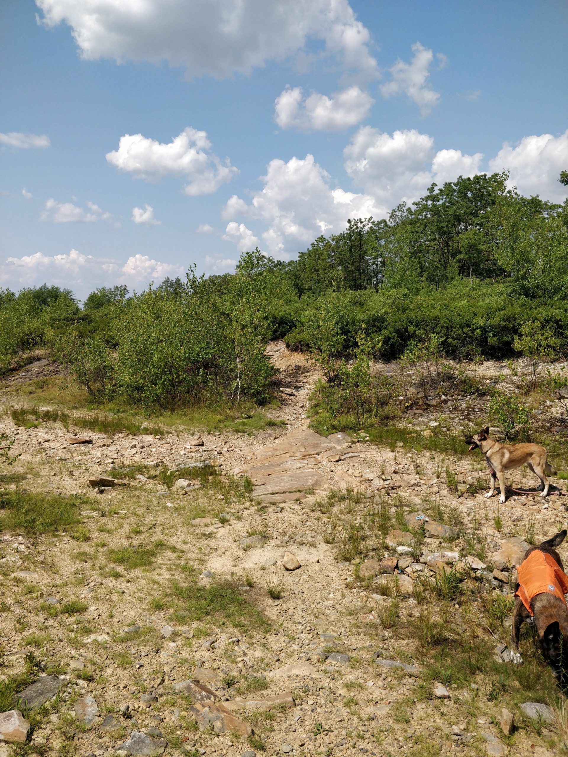 A sunny landscape featuring a rocky path surrounded by low bushes and greenery. Two dogs are visible in the foreground, one standing and the other wearing an orange vest, exploring the area. The sky above is bright with fluffy white clouds scattered throughout. Blueberry mountain bike trail.