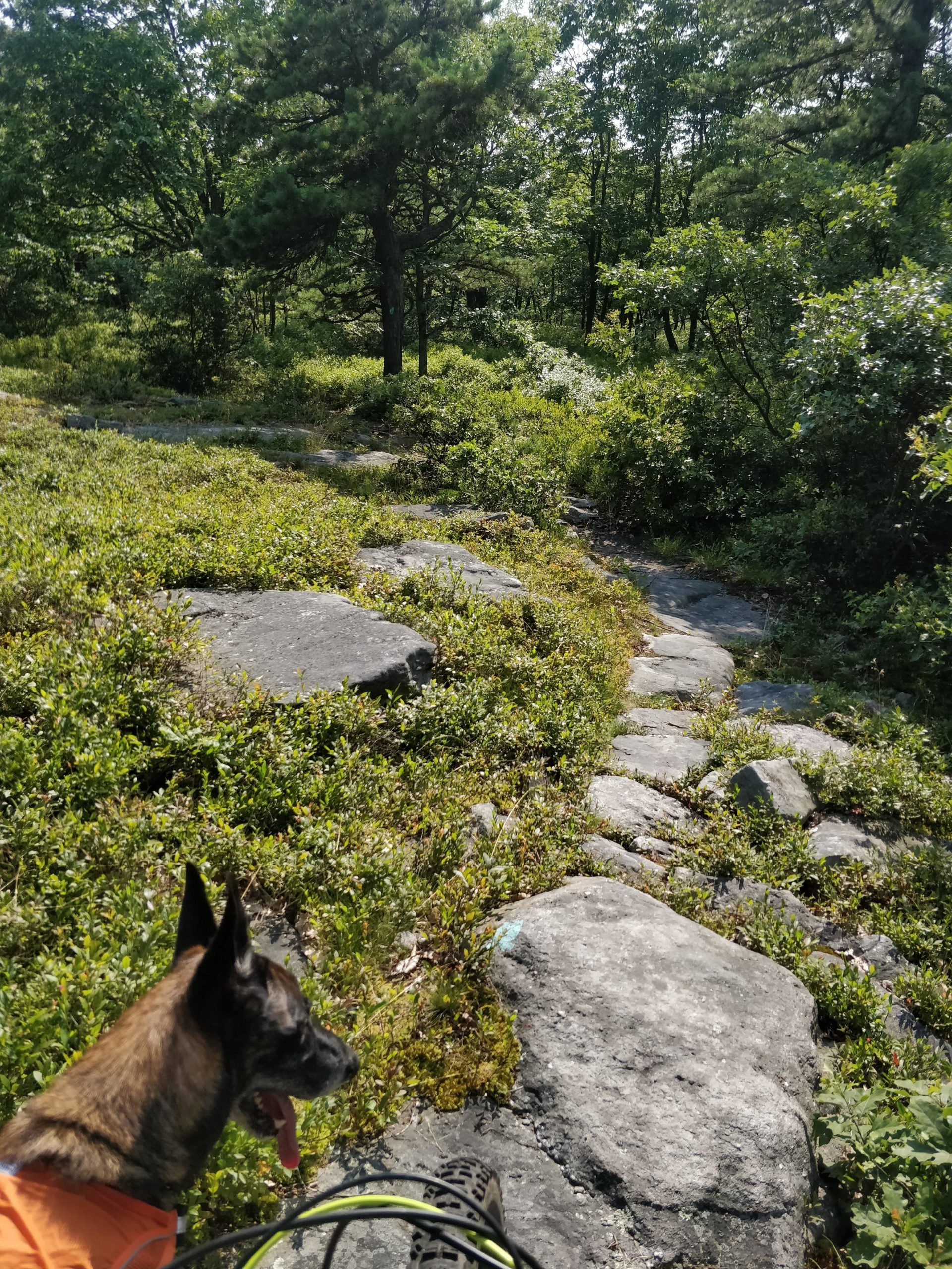 A close-up view of a dog's head in the foreground, looking towards a natural trail surrounded by lush greenery and scattered rocks. The scene is bathed in sunlight, with trees in the background creating a serene outdoor setting. Blueberry mountain bike trail.