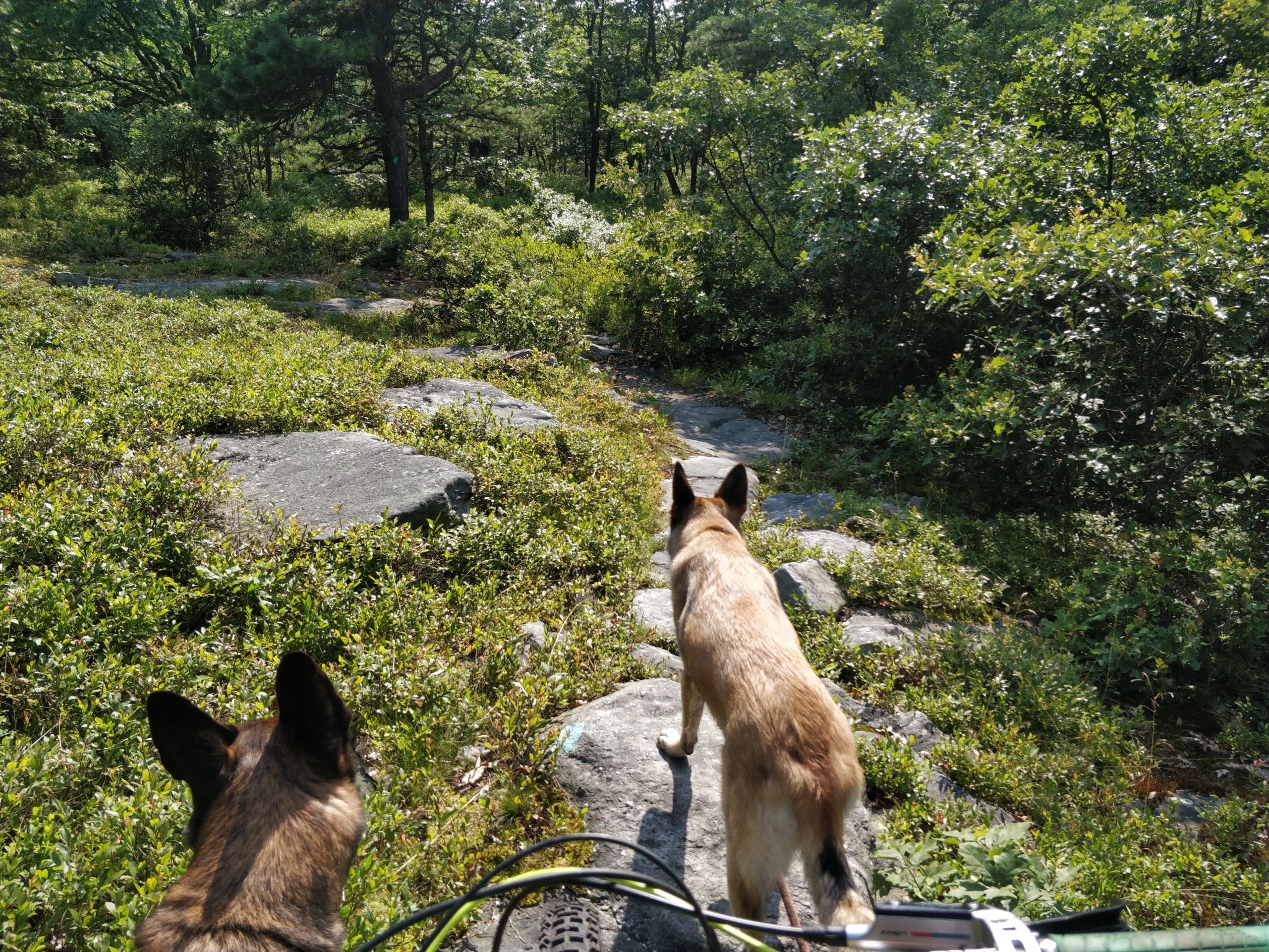 Two dogs are seen walking along a rocky path in a green, wooded area. The foreground shows the back of one dog with a brown coat and the other with a lighter coat. Surrounding them are lush green bushes and trees under bright sunlight. A bicycle is partially in view, indicating a leisurely outdoor activity. Blueberry mountain bike trail.