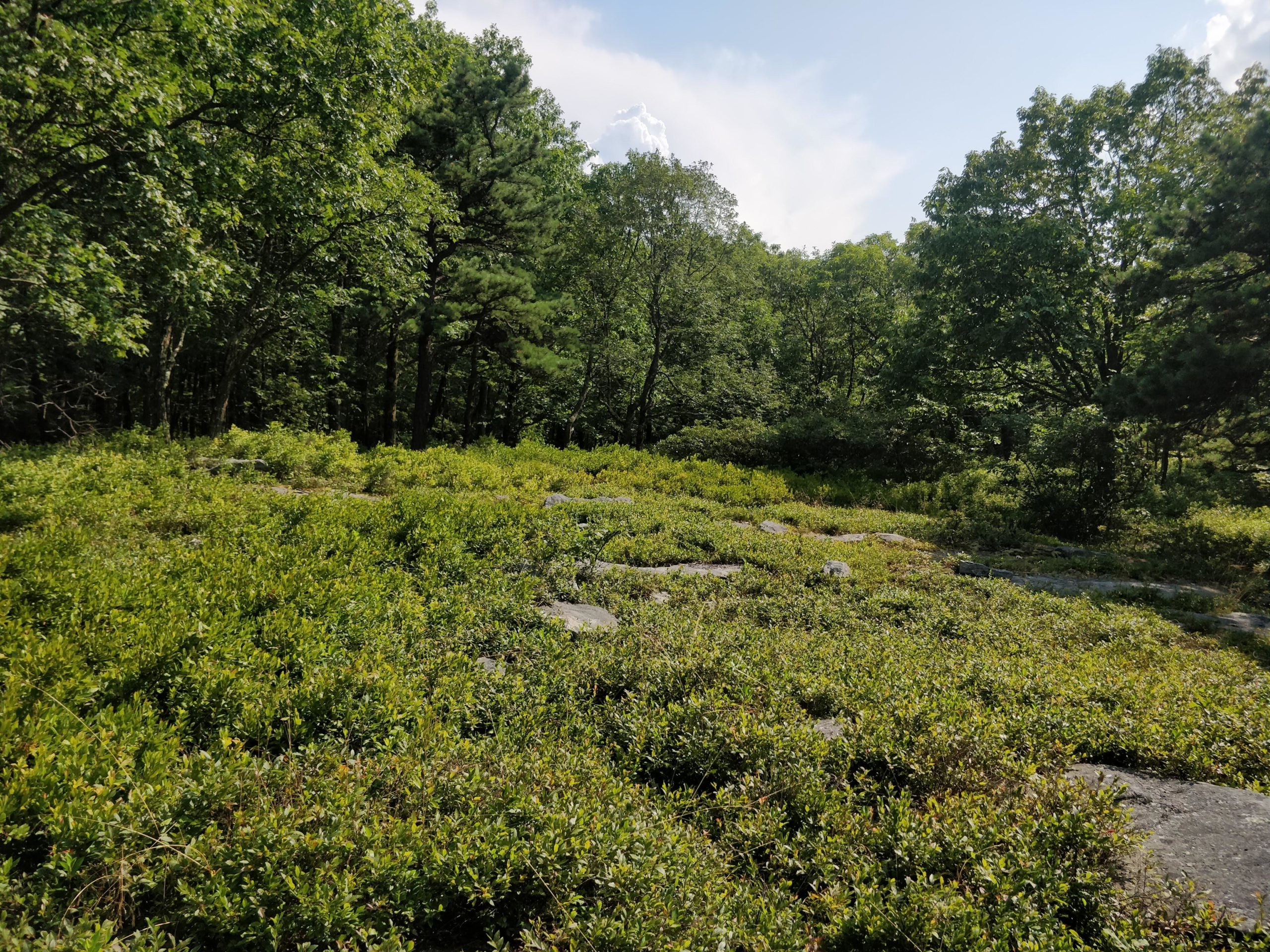 A serene landscape featuring a dense patch of greenery with low shrubs and scattered rocks, surrounded by tall trees under a bright blue sky with some clouds. Blueberry mountain bike trail.