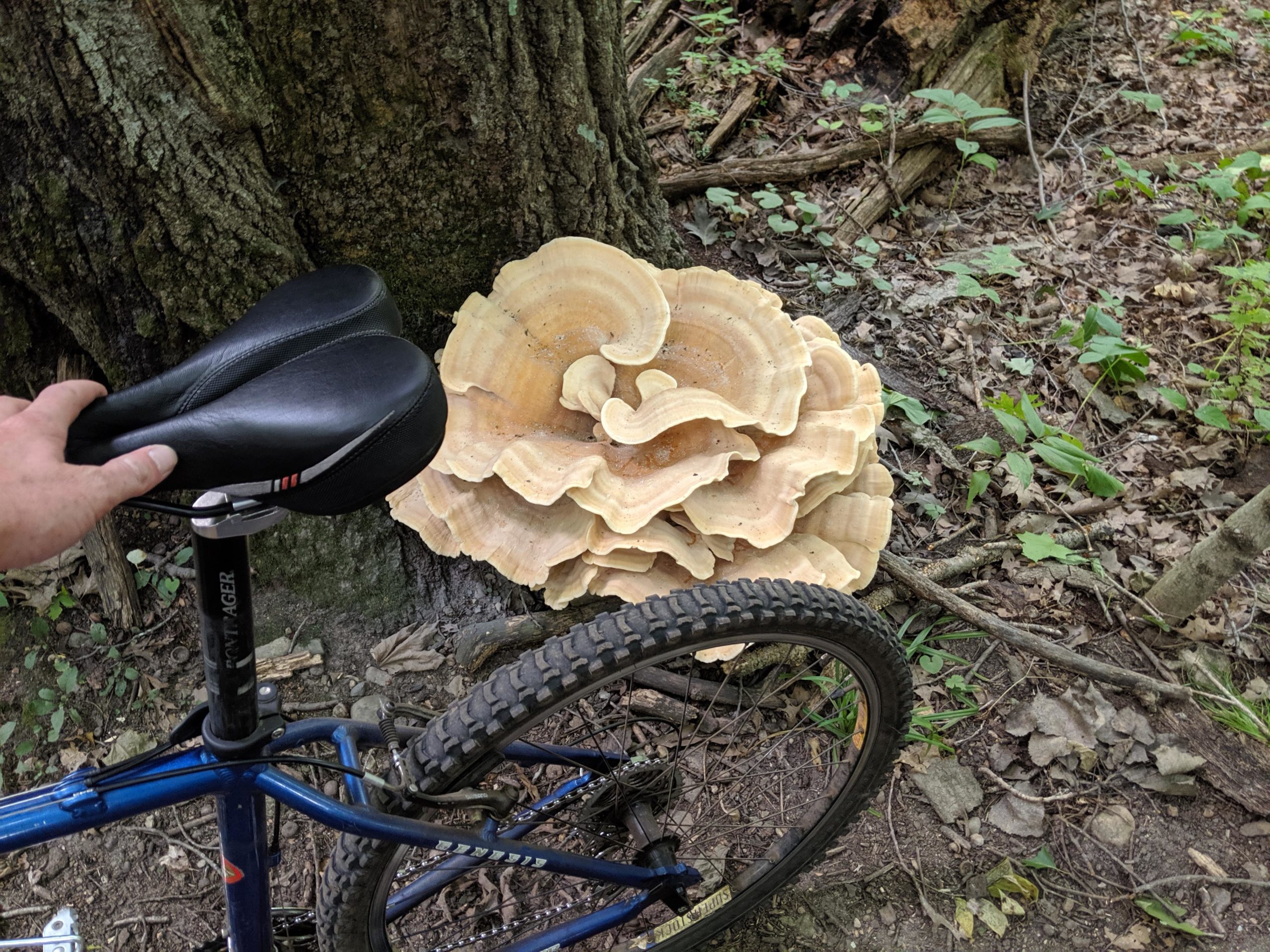 A close-up view of a large, shelf-like mushroom growing at the base of a tree in a wooded area. A bicycle is in the foreground, with one hand holding the seat. The ground is covered in leaves and small plants, creating a natural outdoor setting. Chief Cob-moo-sa mountain bike trail.