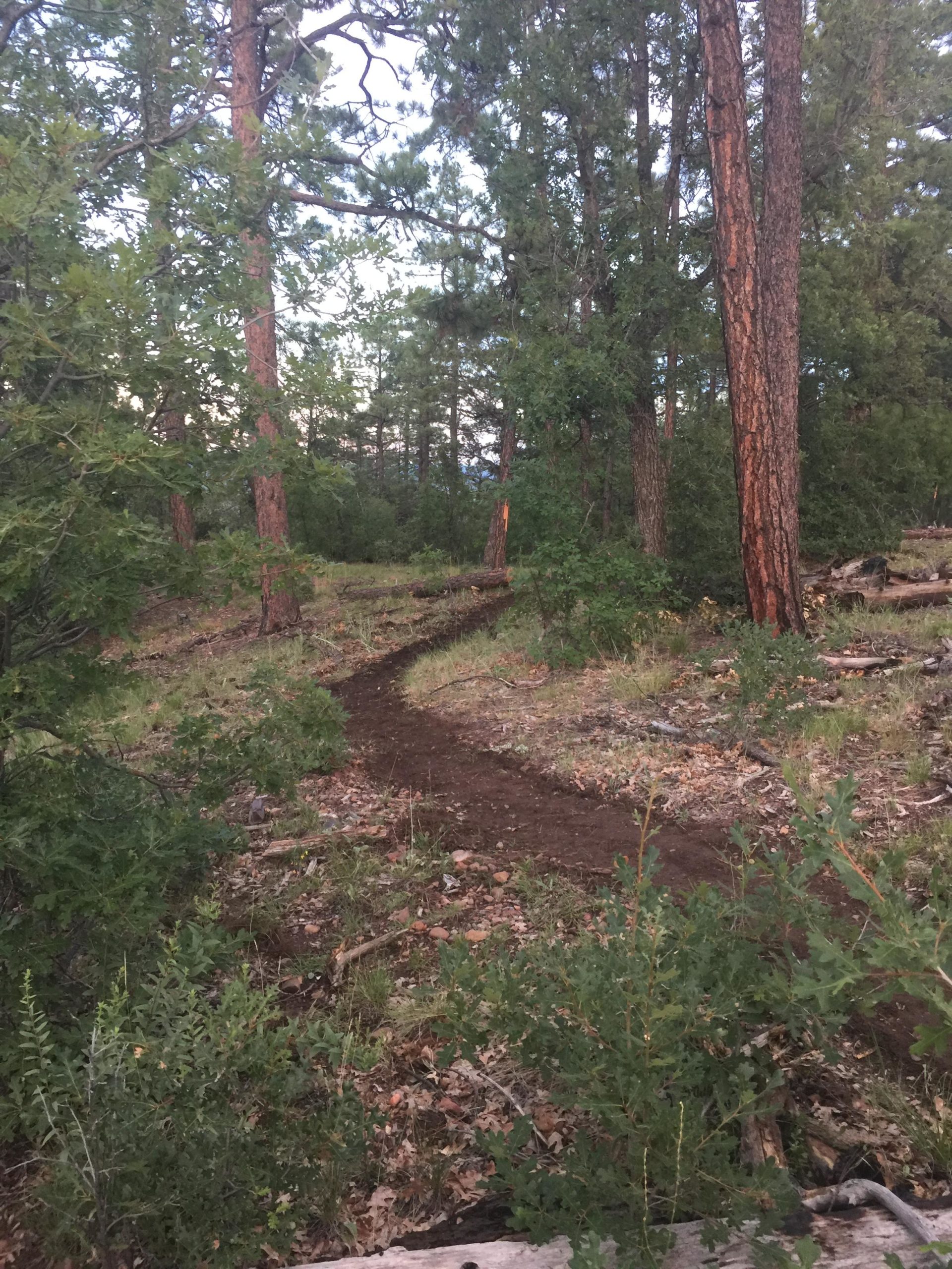 A winding dirt trail meanders through a forested area, surrounded by tall trees and green shrubs. The path appears well-trodden, leading further into the woods with patches of grass and fallen leaves scattered along the ground. Natural light filters through the branches, suggesting a calm and serene outdoor setting. Buena Vista Trail #637 mountain bike trail.