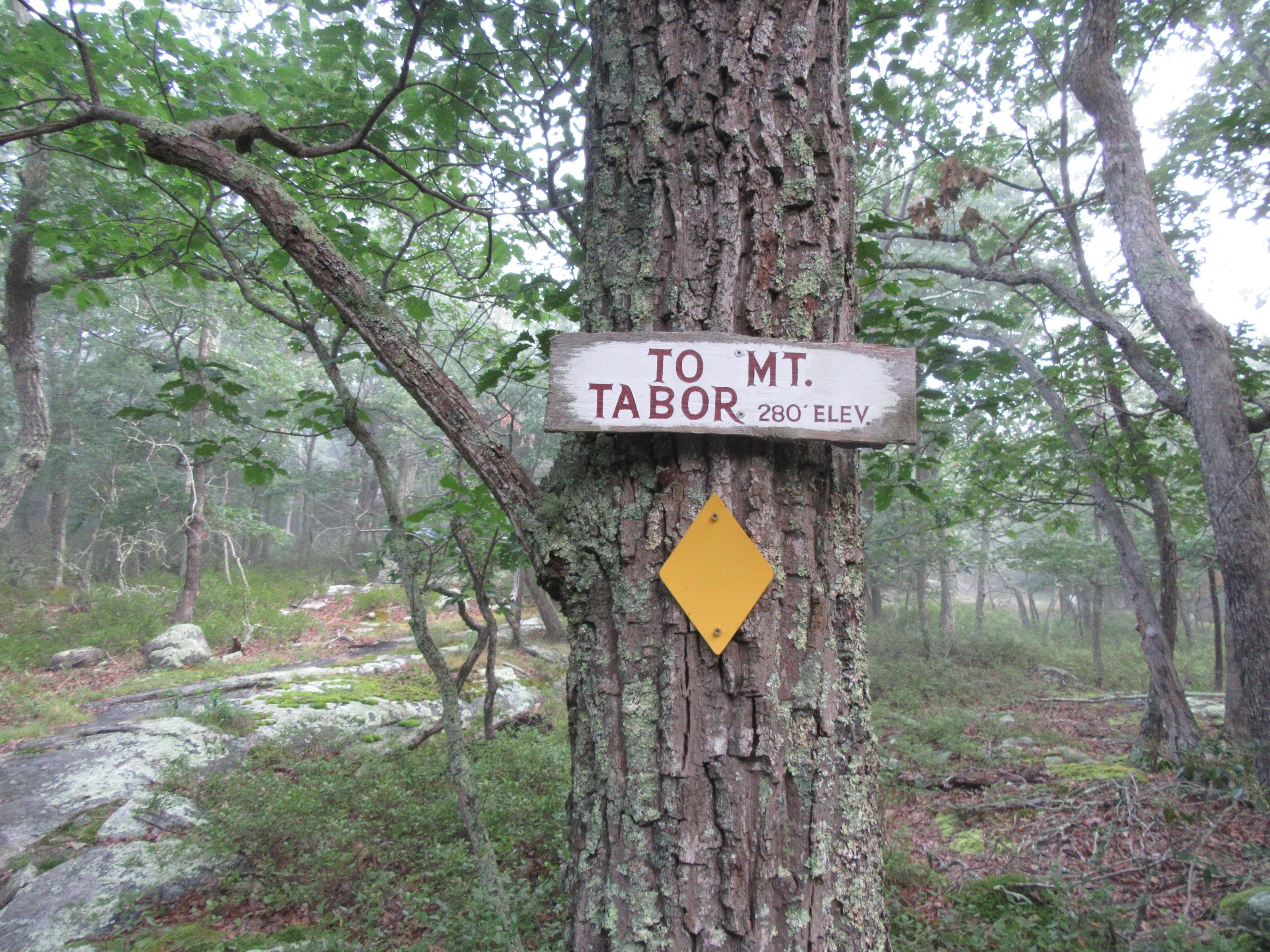 A wooden sign attached to a tree directing hikers to "Mt. Tabor" with an elevation of 280 feet, situated in a misty forested area. A yellow diamond-shaped marker is also visible below the sign. Oswegatchie mountain bike trail.