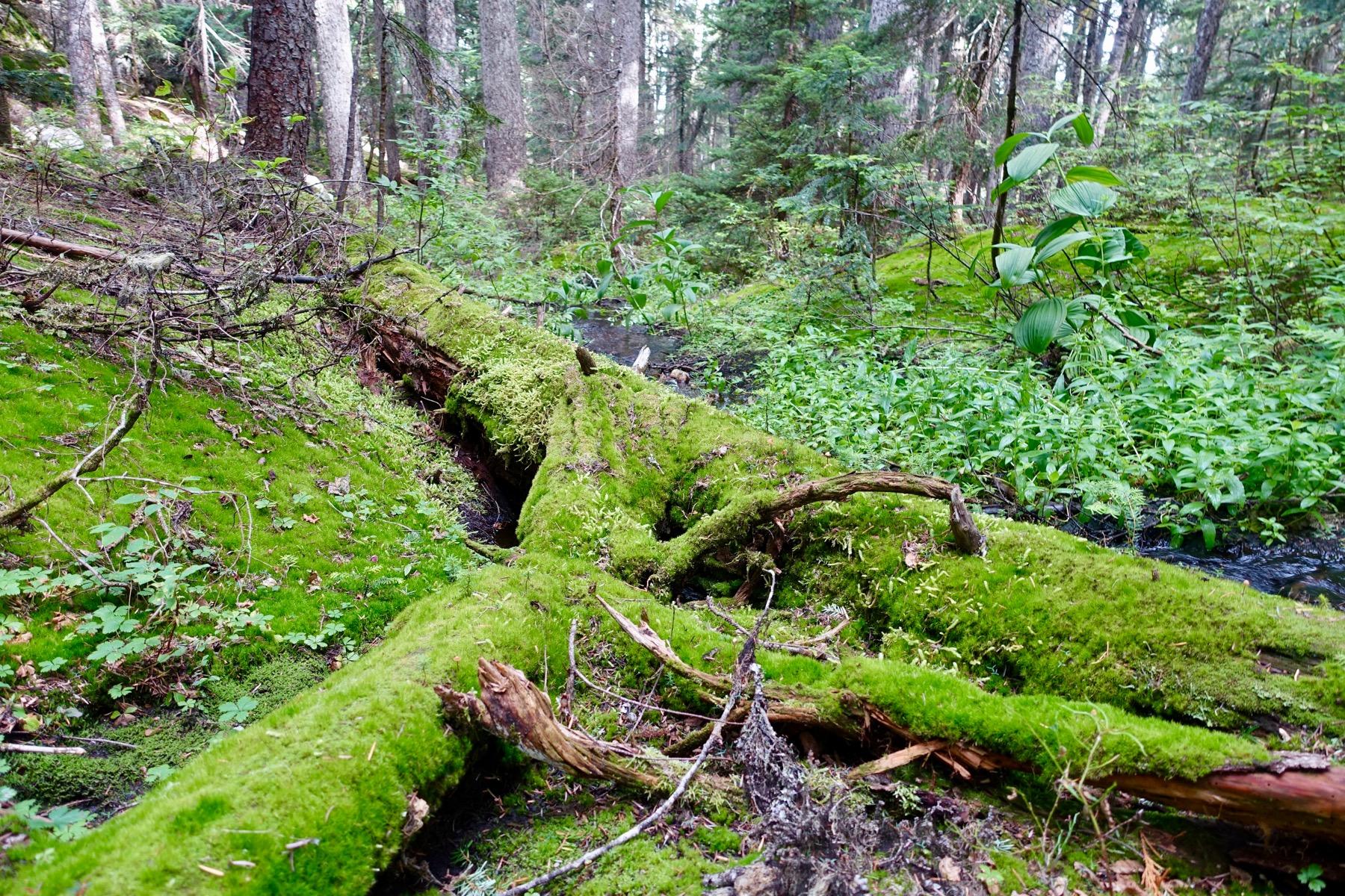 A lush, green forest scene featuring a moss-covered fallen tree trunk with various plants surrounding it. Sunlight filters through tall trees in the background, illuminating the vibrant moss and greenery on the forest floor. Dark Crystal mountain bike trail.