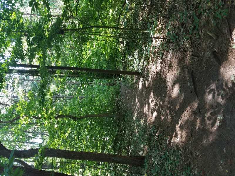 A serene forest path surrounded by lush green trees and dappled sunlight filtering through the leaves, creating a peaceful atmosphere. Riley Trails mountain bike trail.