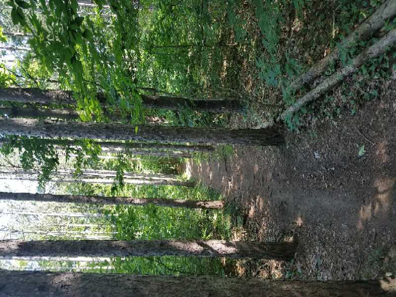 A tranquil forest pathway surrounded by tall trees, with dappled sunlight filtering through the lush green canopy. The dirt trail leads deeper into the woods, inviting exploration. Riley Trails mountain bike trail.