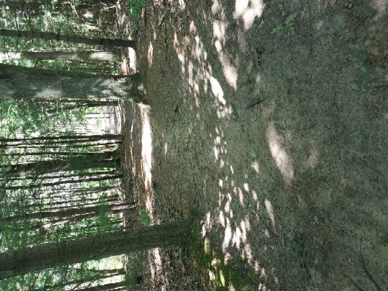 A peaceful forest path surrounded by tall trees, with dappled sunlight casting shadows on the sandy ground. The scene captures a tranquil and natural environment, inviting exploration and serenity. Riley Trails mountain bike trail.